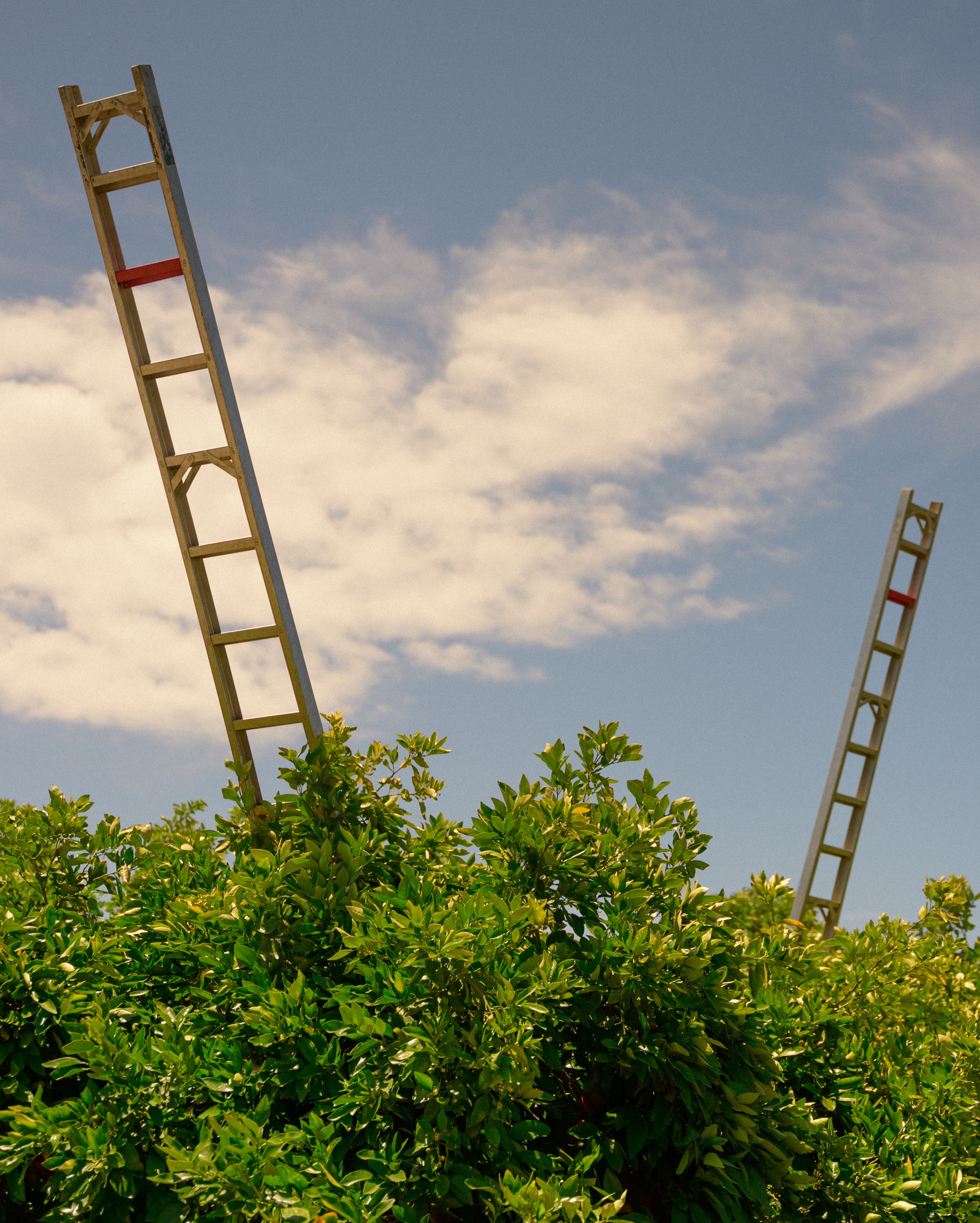 Ladders extend past the orange tree canopy