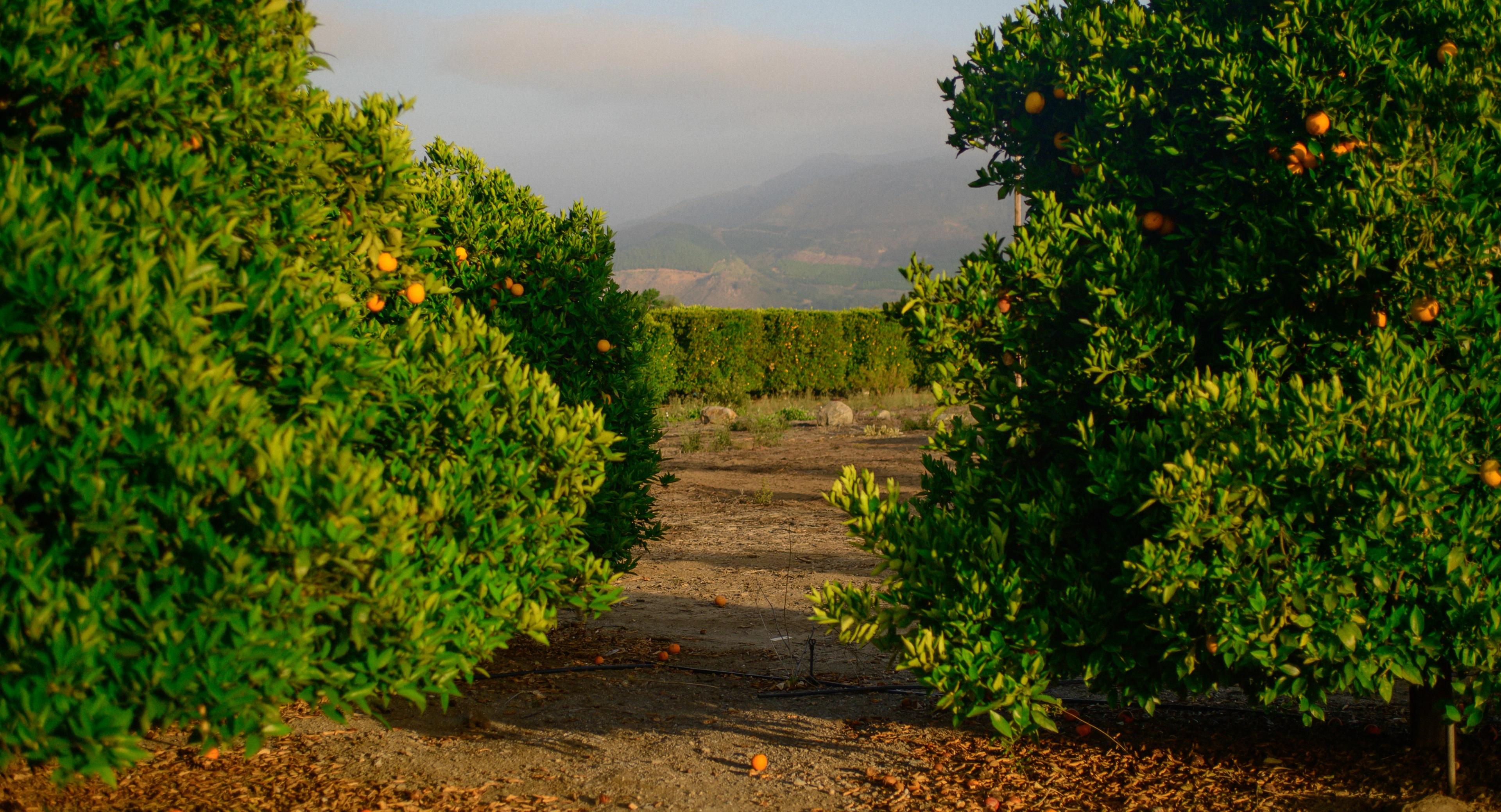 Citrus groves