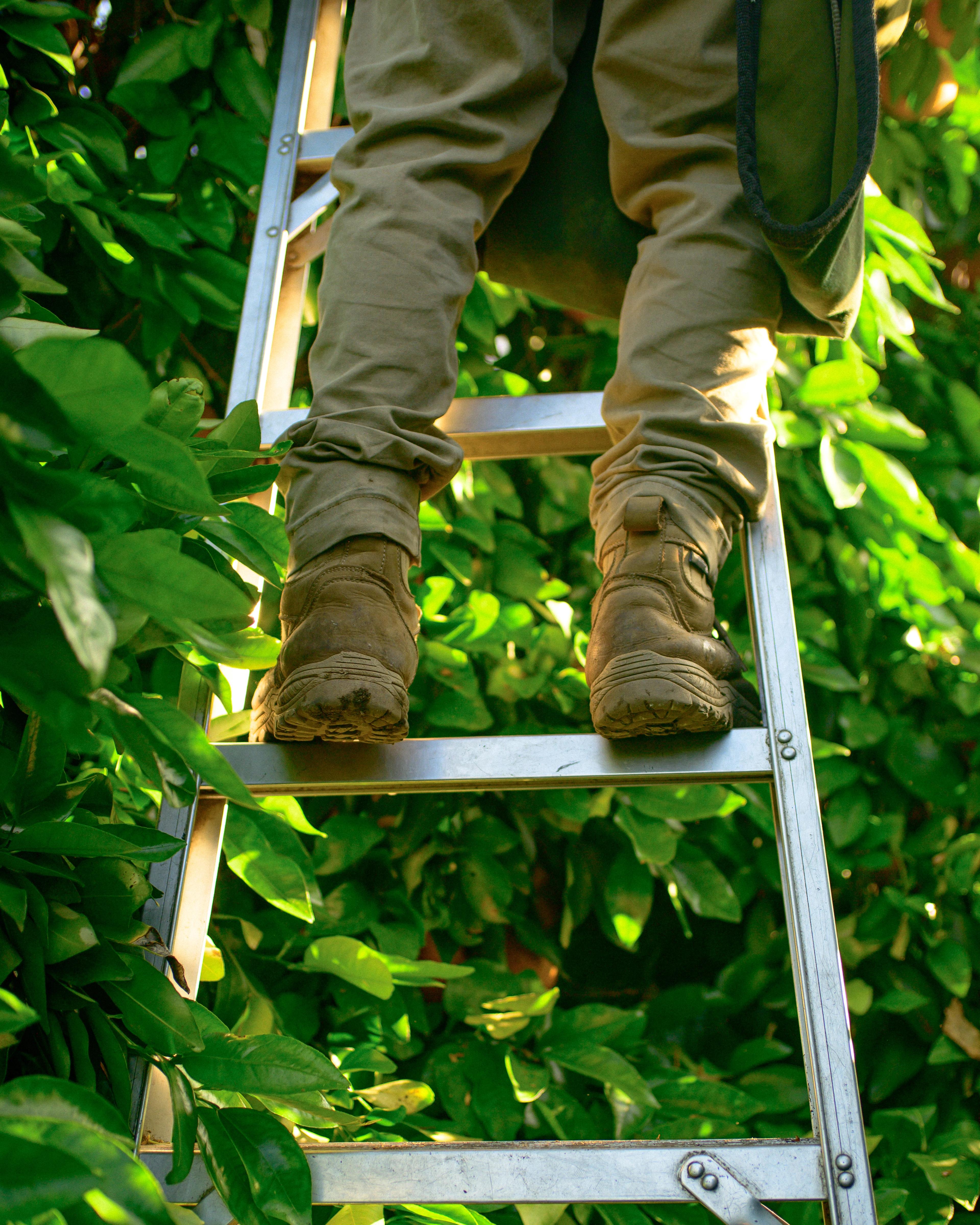 A worker's legs and feet on a ladder while picking fruit