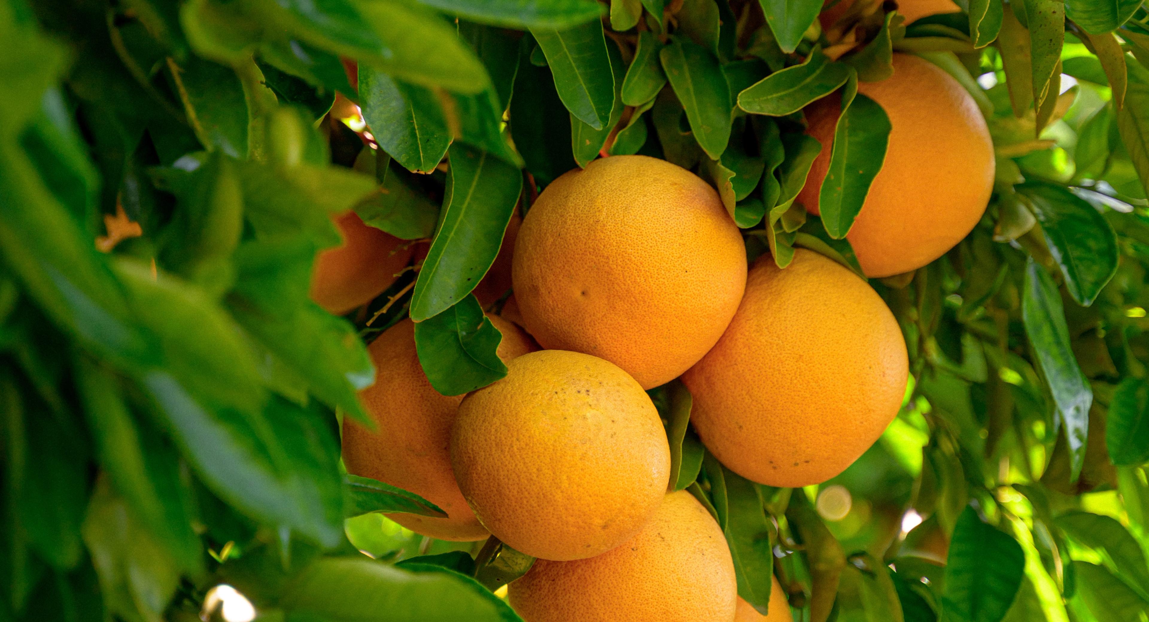 Several grapefruit hanging from a tree.