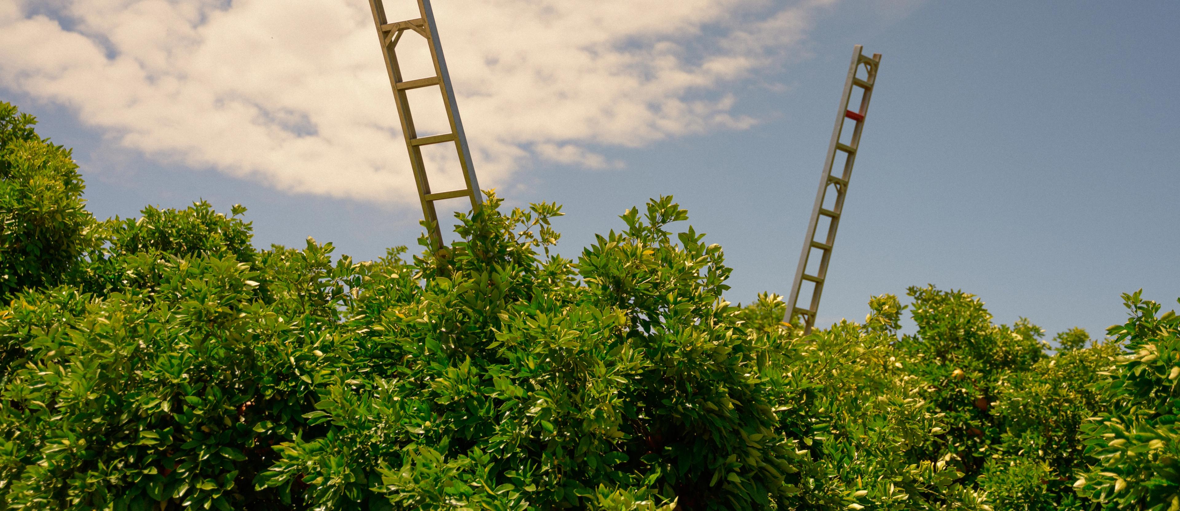 Ladders above the tree canopy
