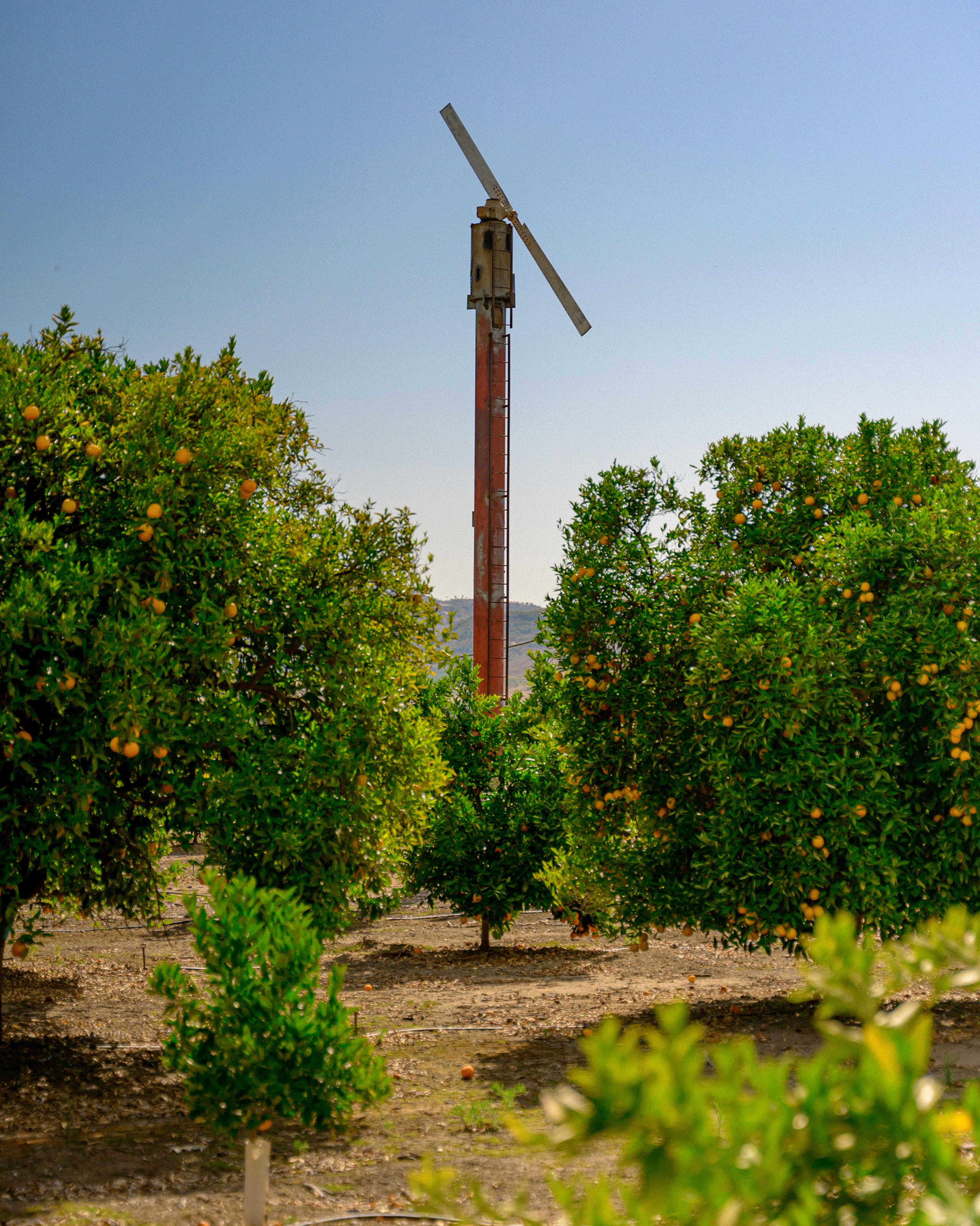 Machinery in orange grove