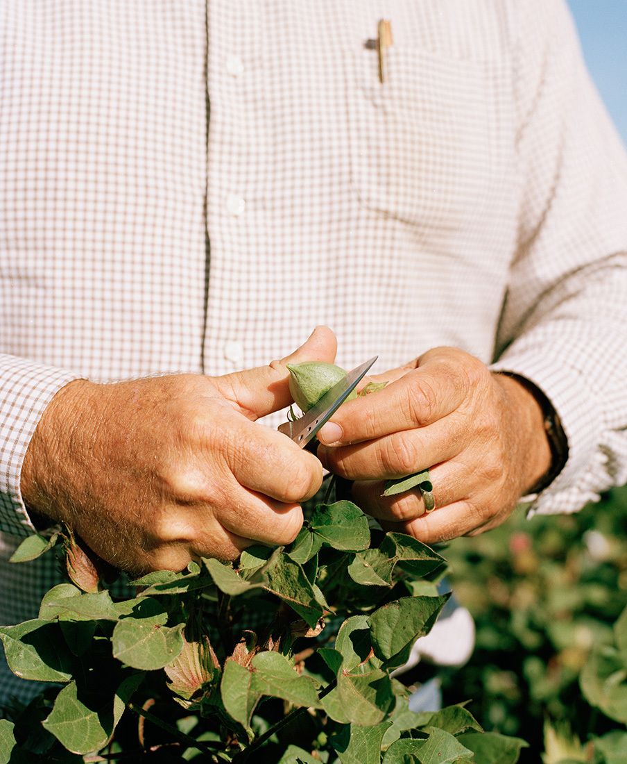 Farmer cutting fruit
