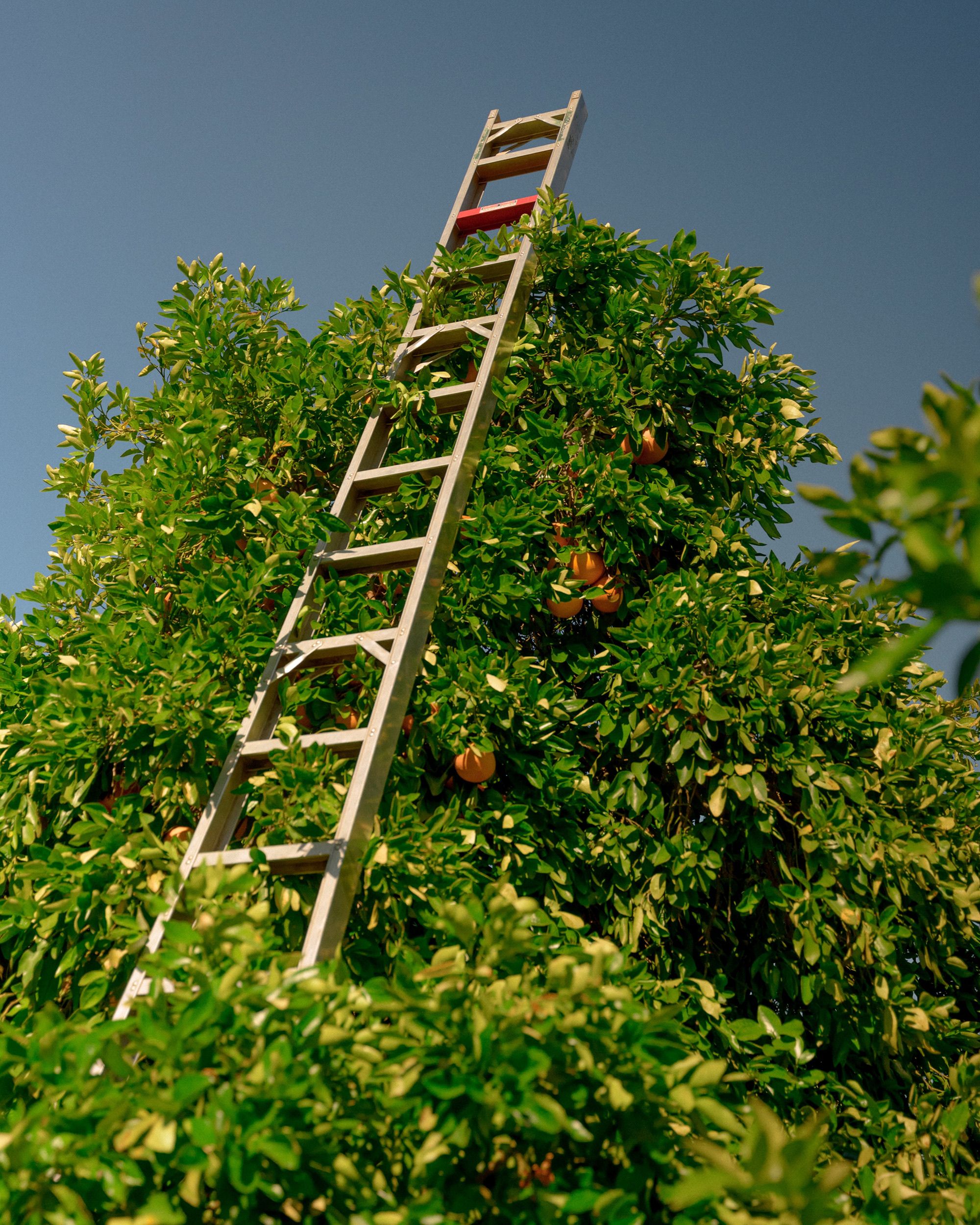Farmer cutting fruit