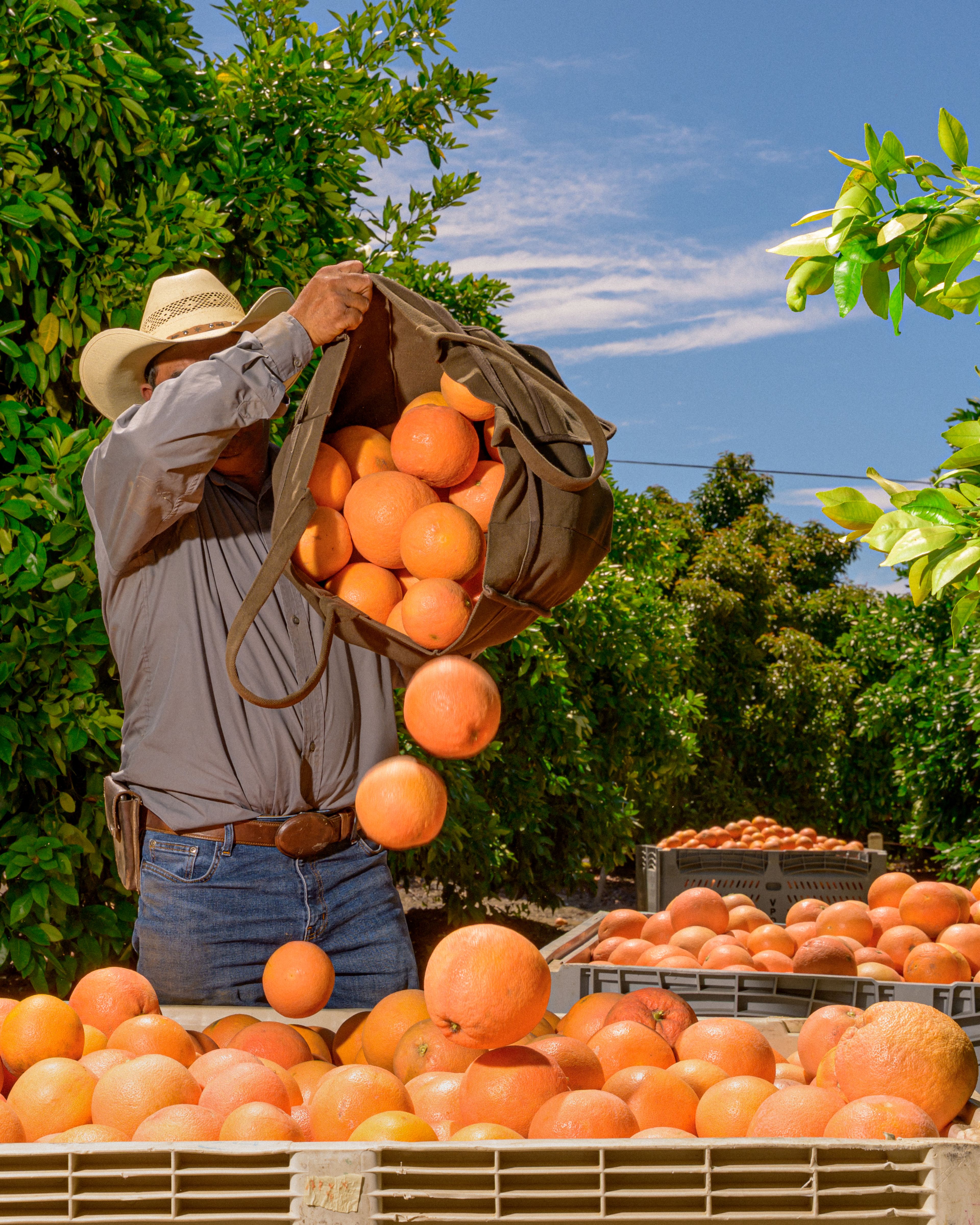 A worker dumps a sack of oranges into collection bins