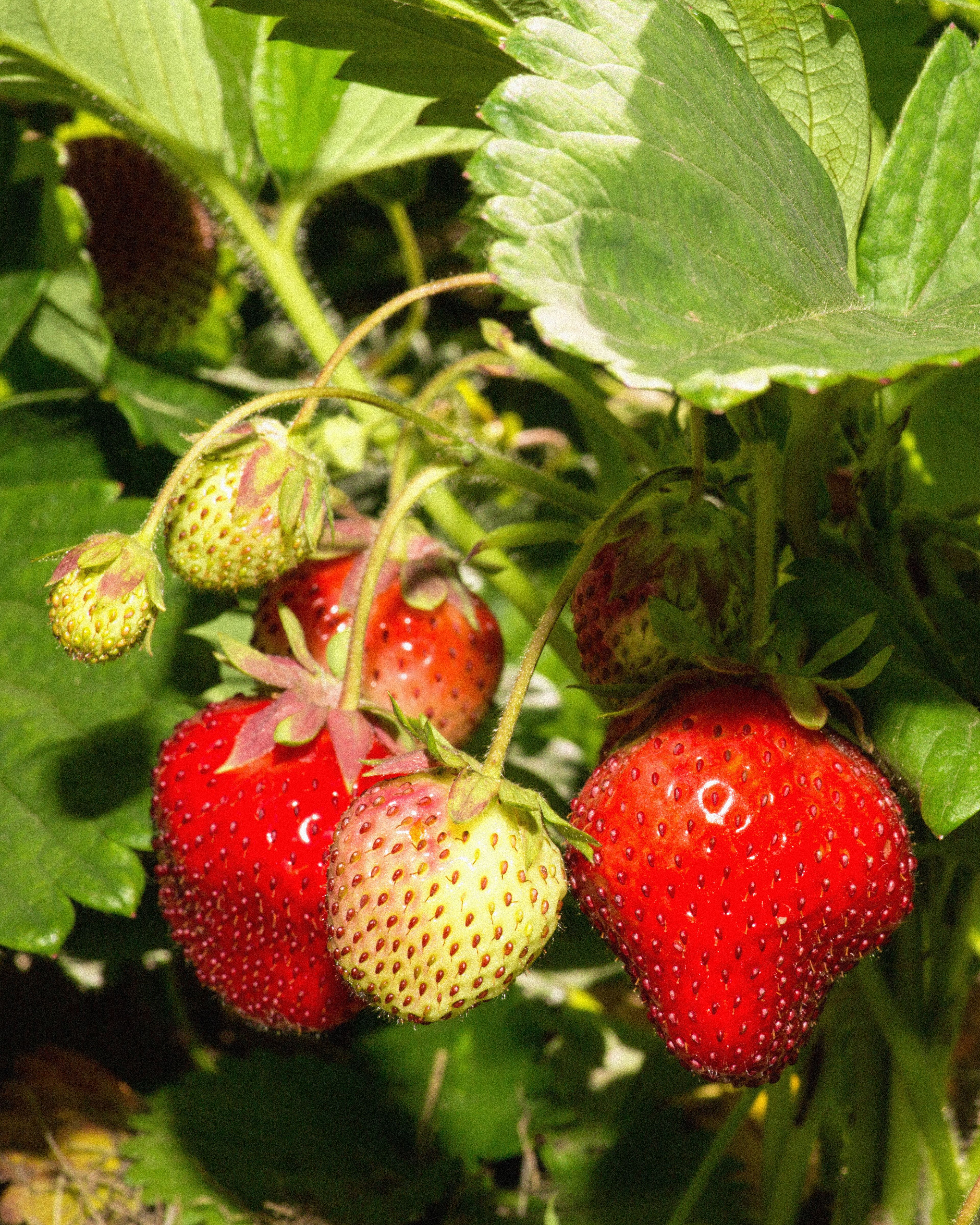Ripe strawberries growing on a plant