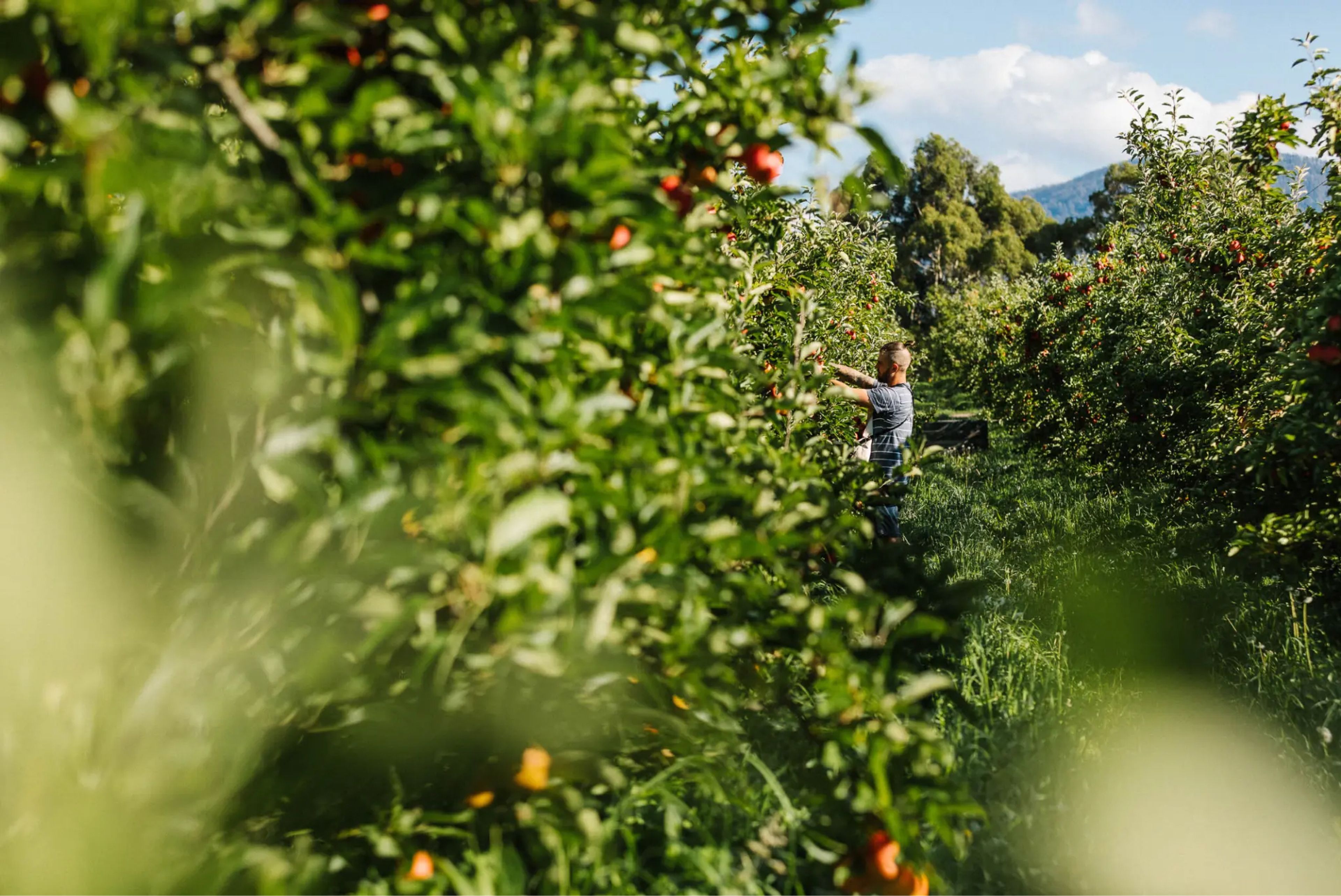 Man in orchard picking oranges