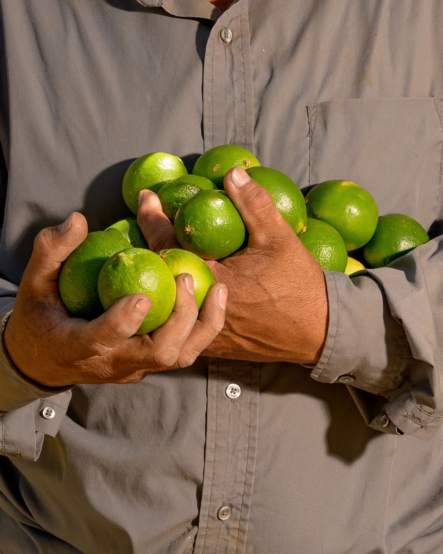 A worker holds an armful of limes