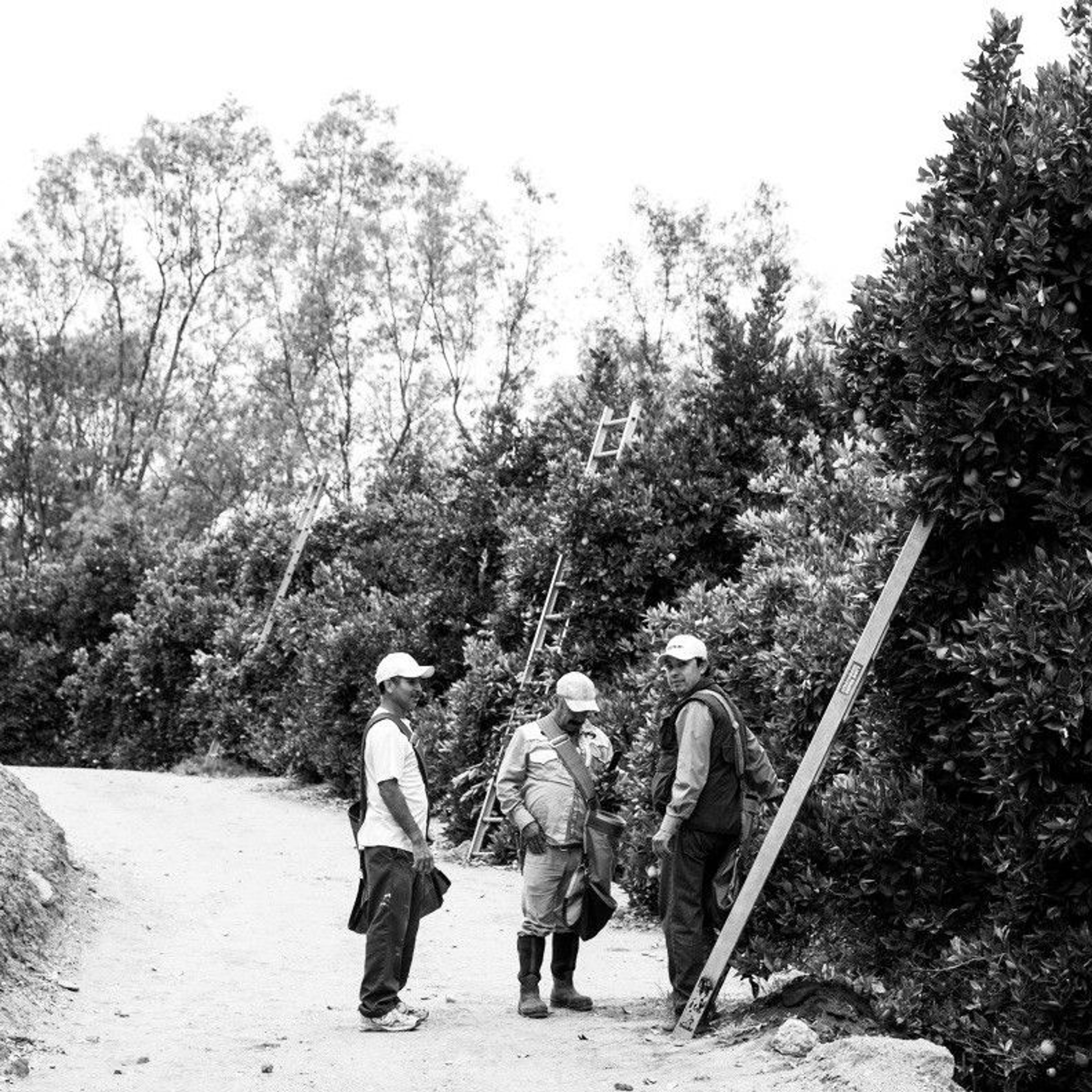 Men with ladders in trees