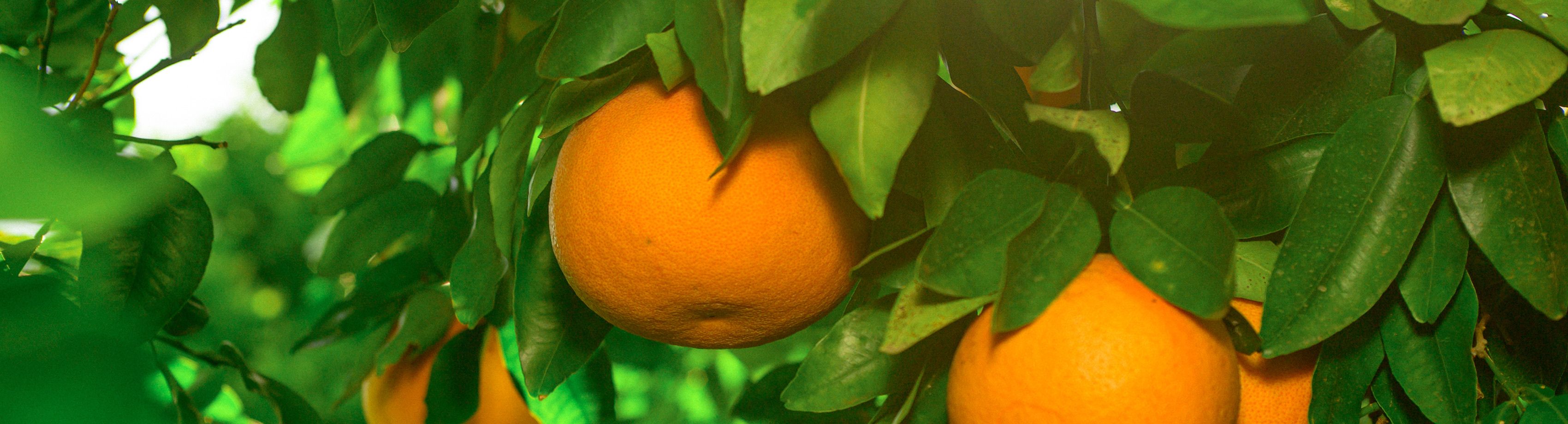 Oranges on a tree