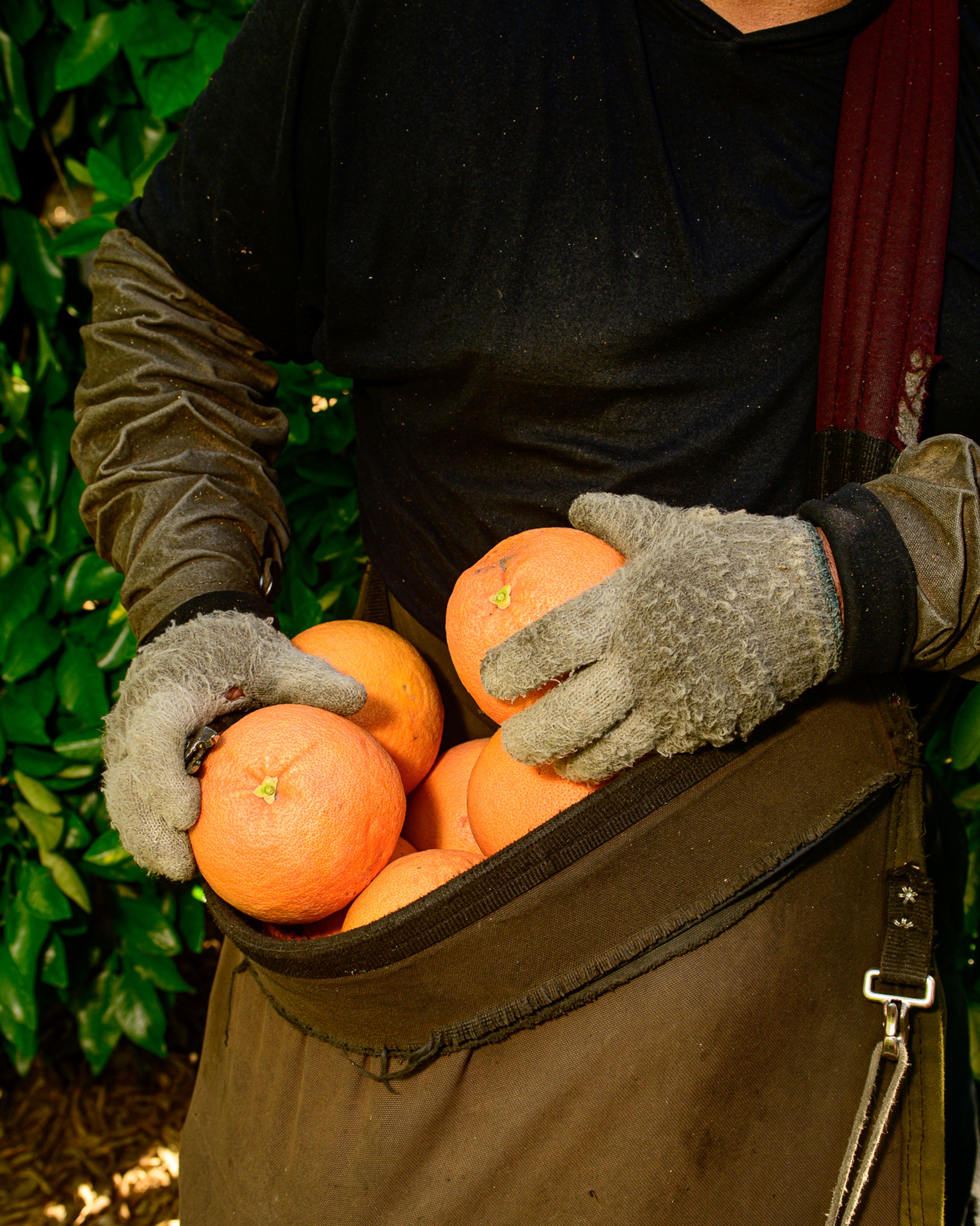 A worker collects oranges into a sack during harvest