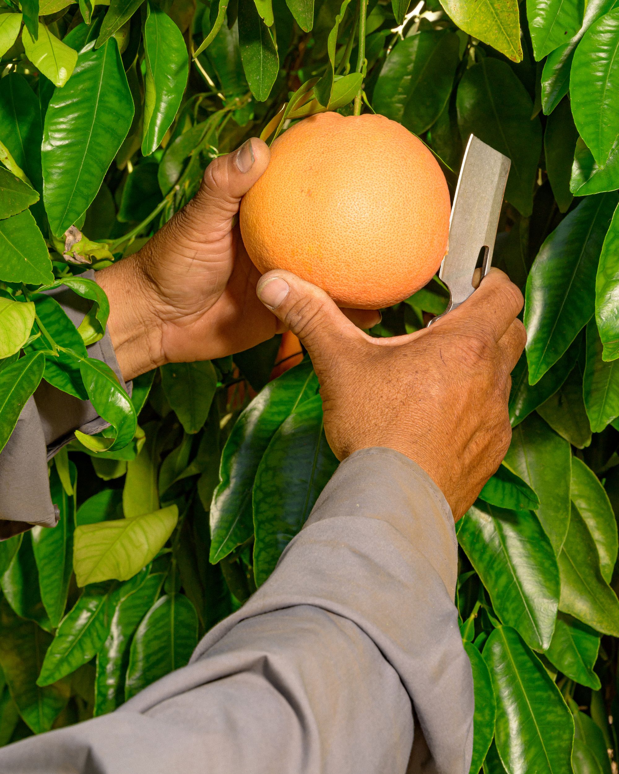 A worker slicing a grapefruit to test quality