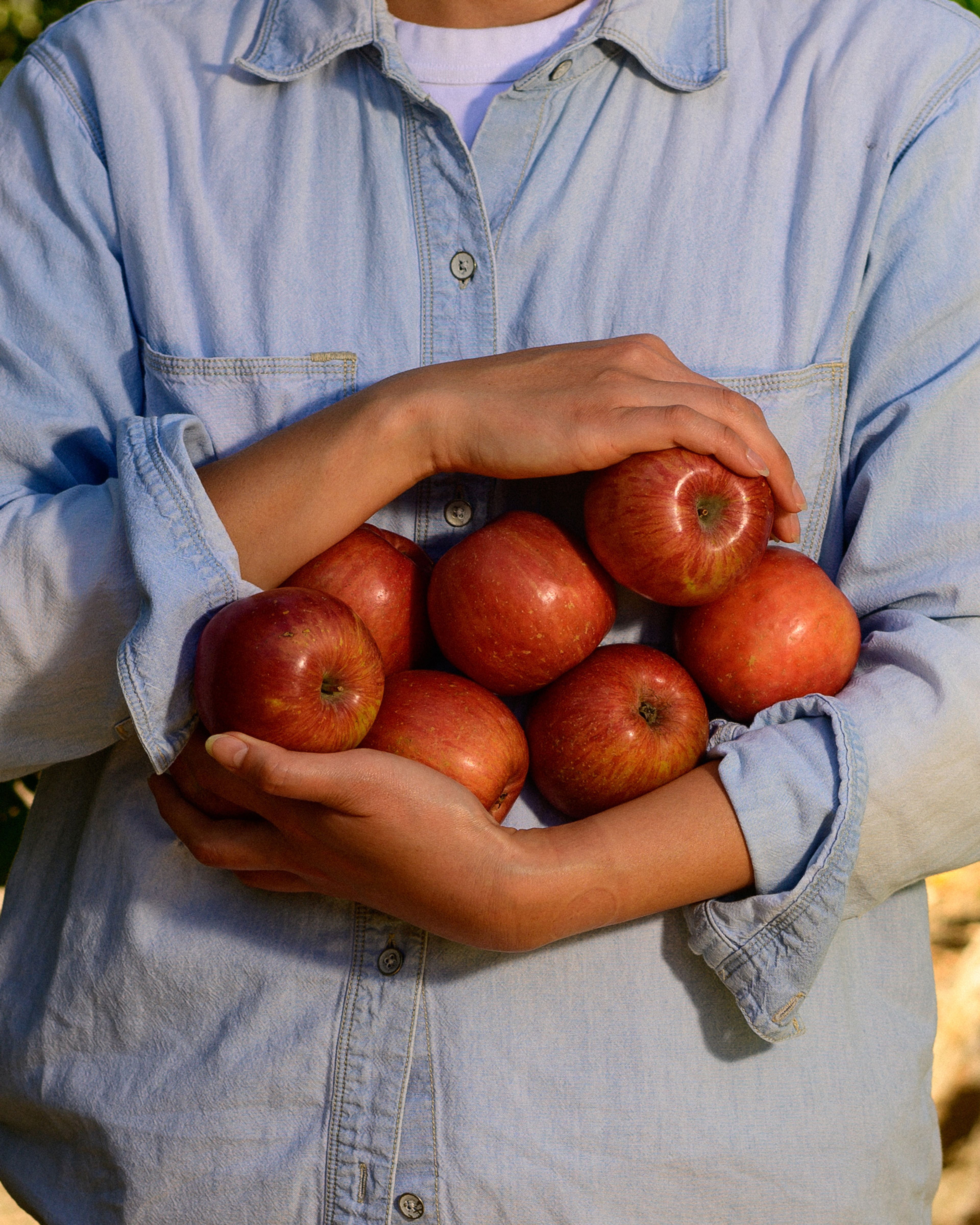 A worker holds an armful of apples