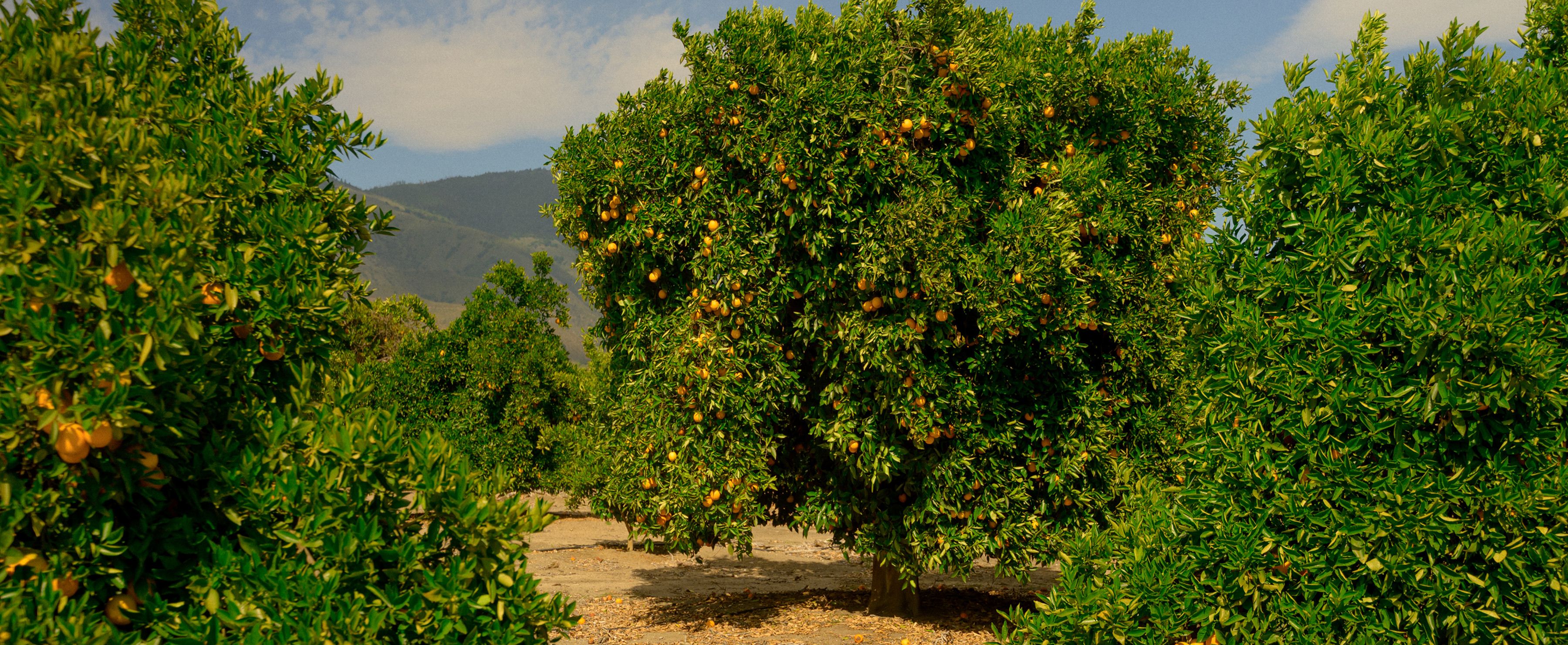 Orange orchard