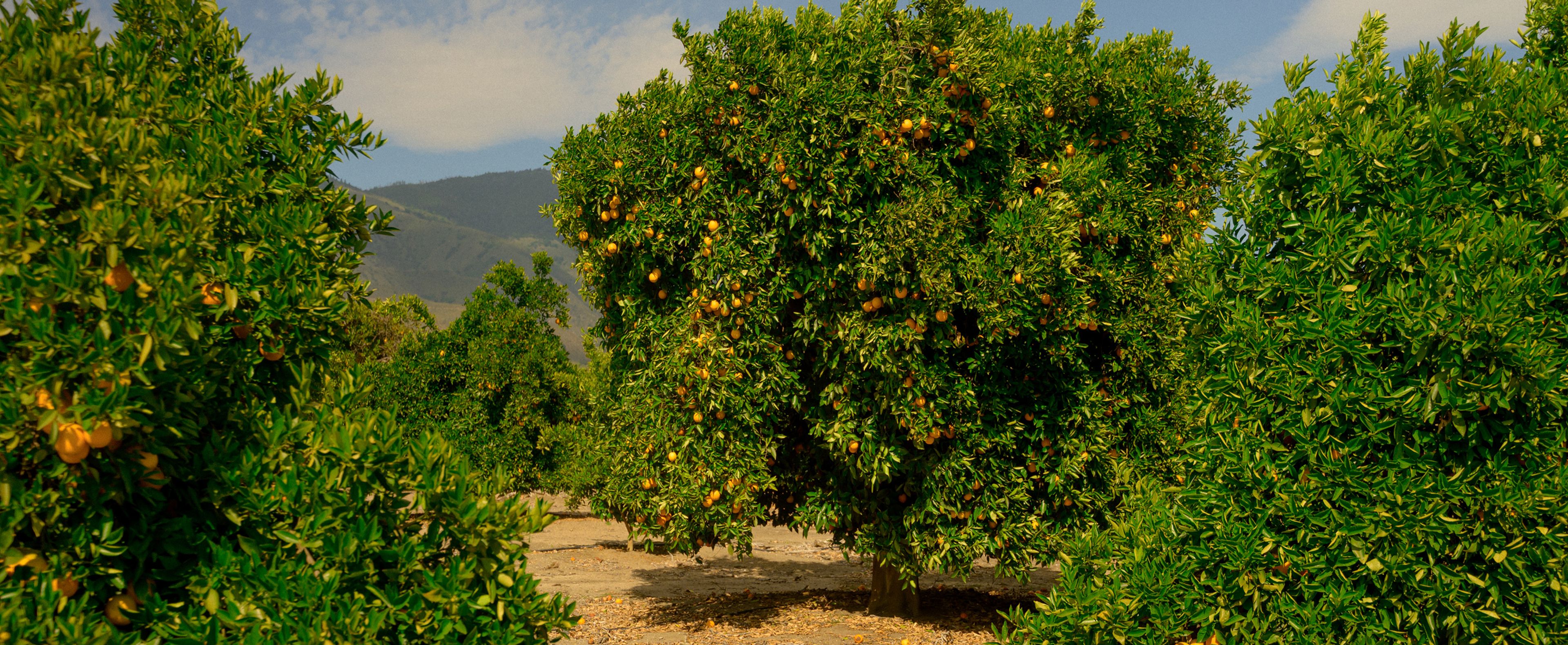 Orange orchard