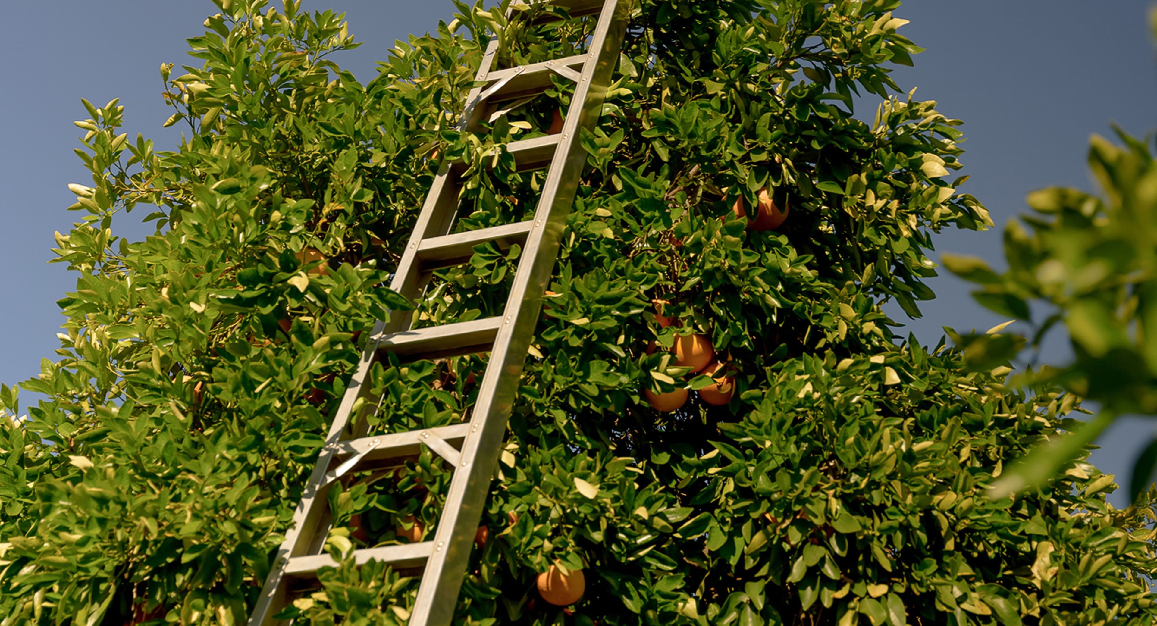 Farmer cutting fruit