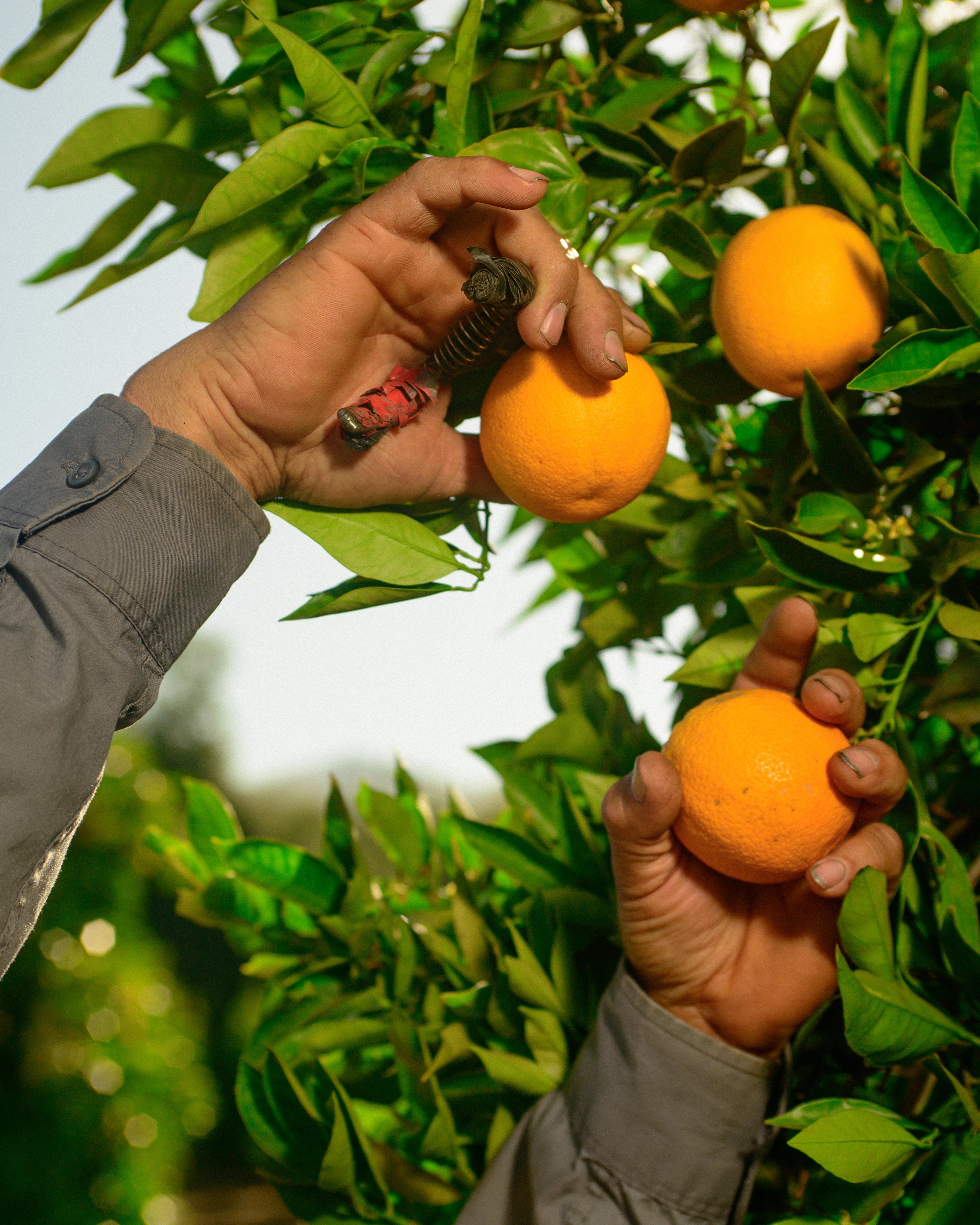 A worker cuts oranges off of a tree