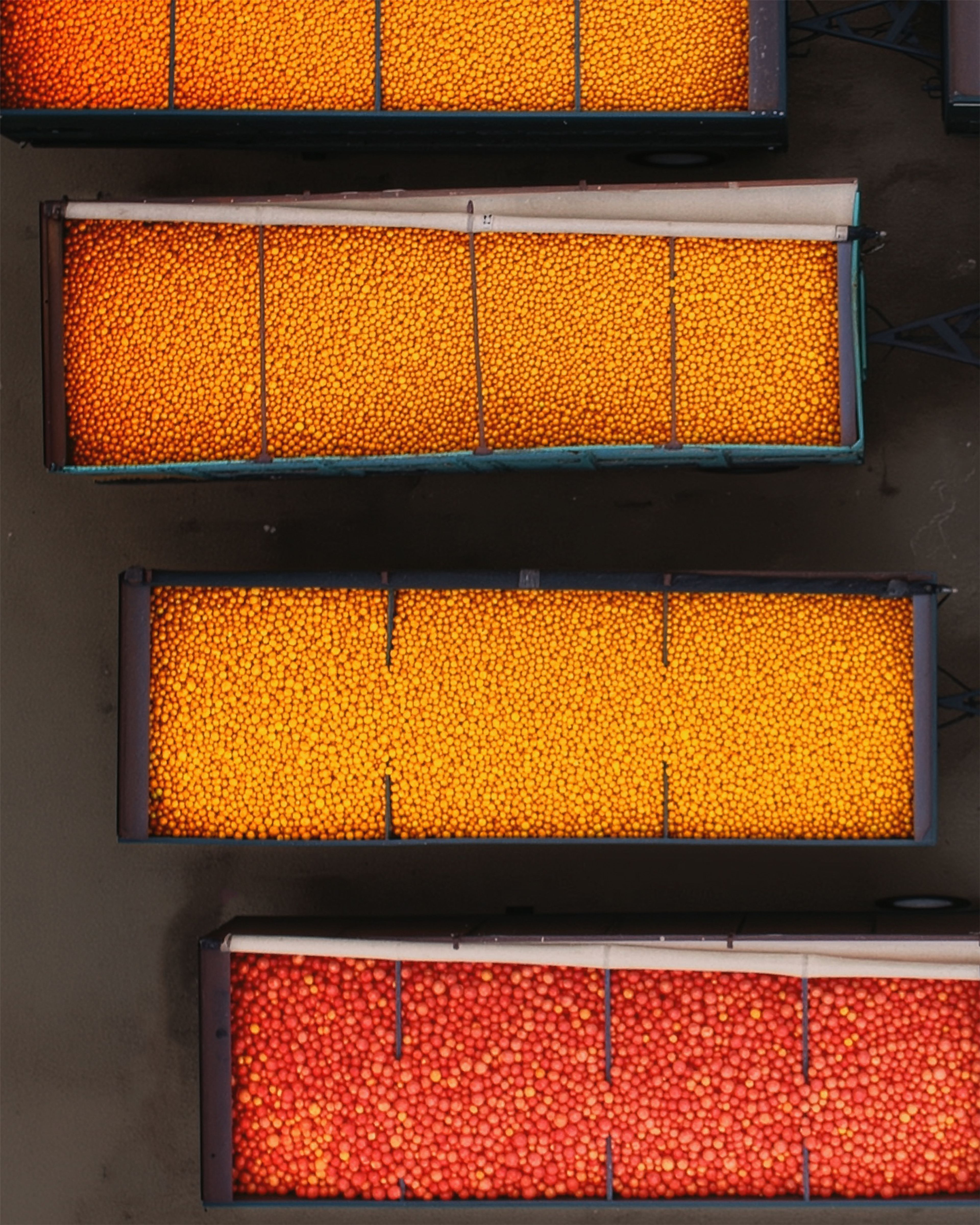 Commercial bins full of apples and oranges