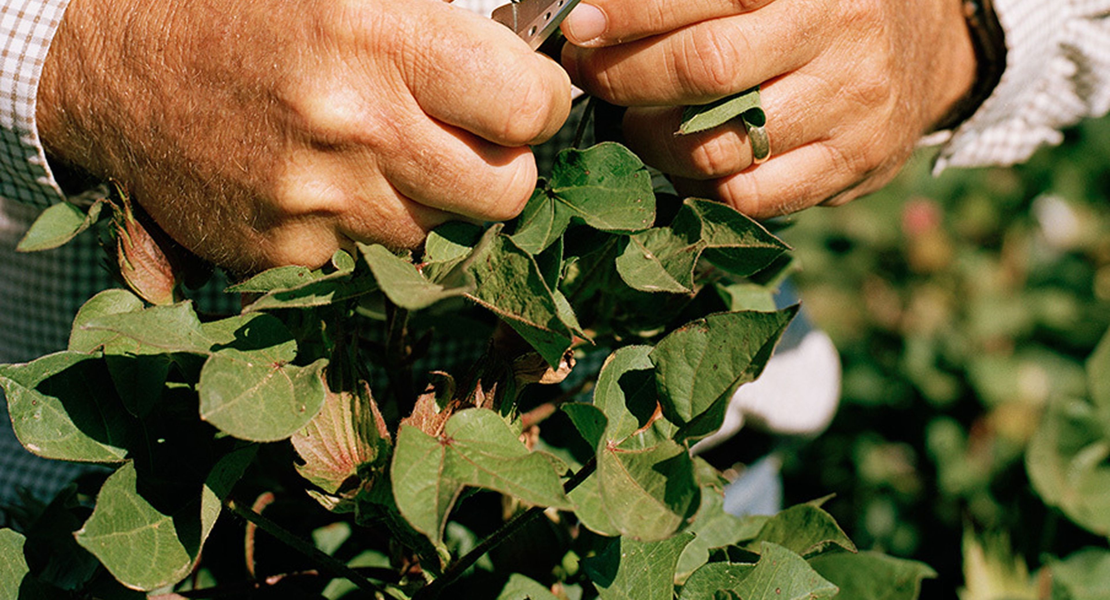 Farmer cutting fruit
