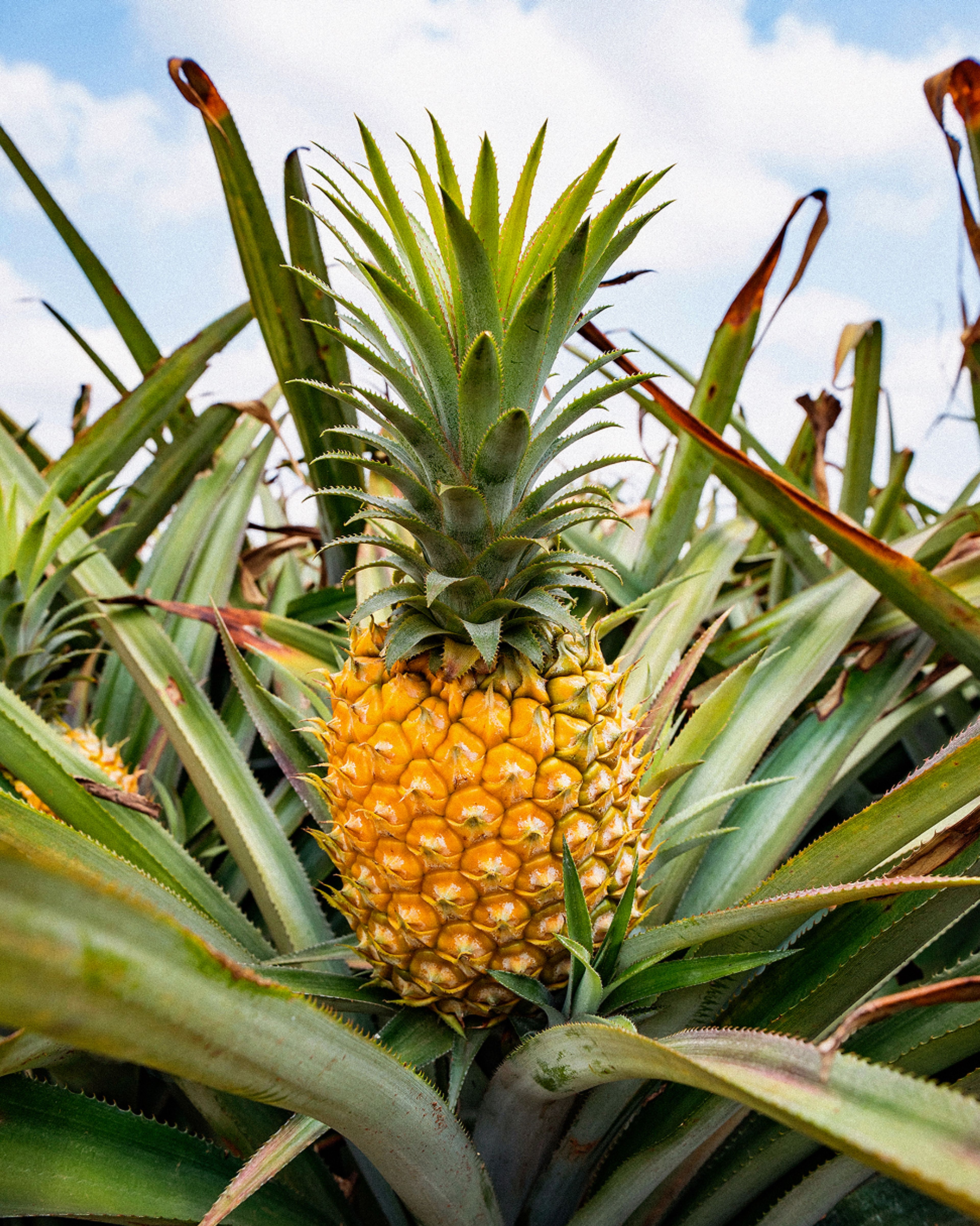 Pineapple growing in nature