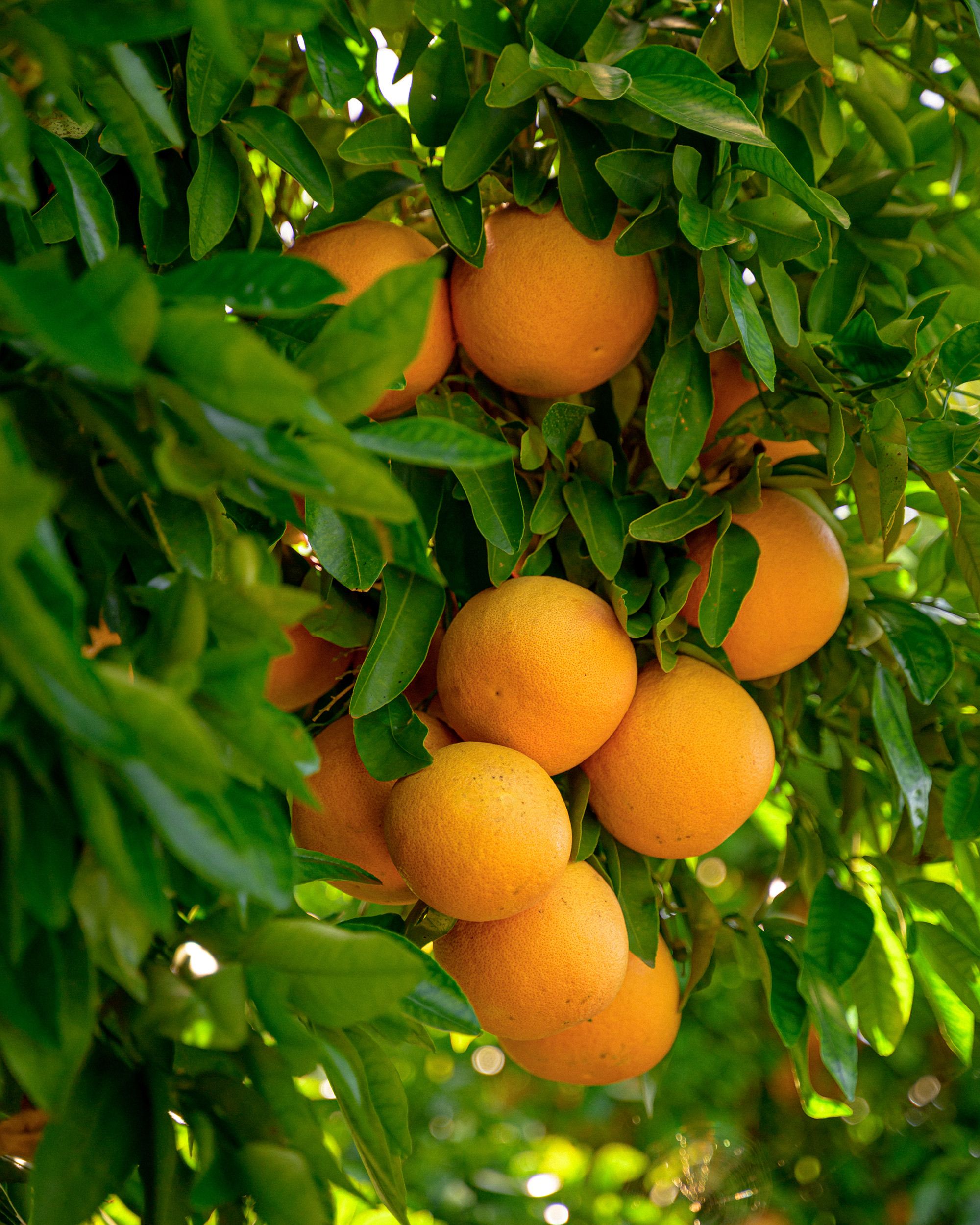 Grapefruit hanging from a tree