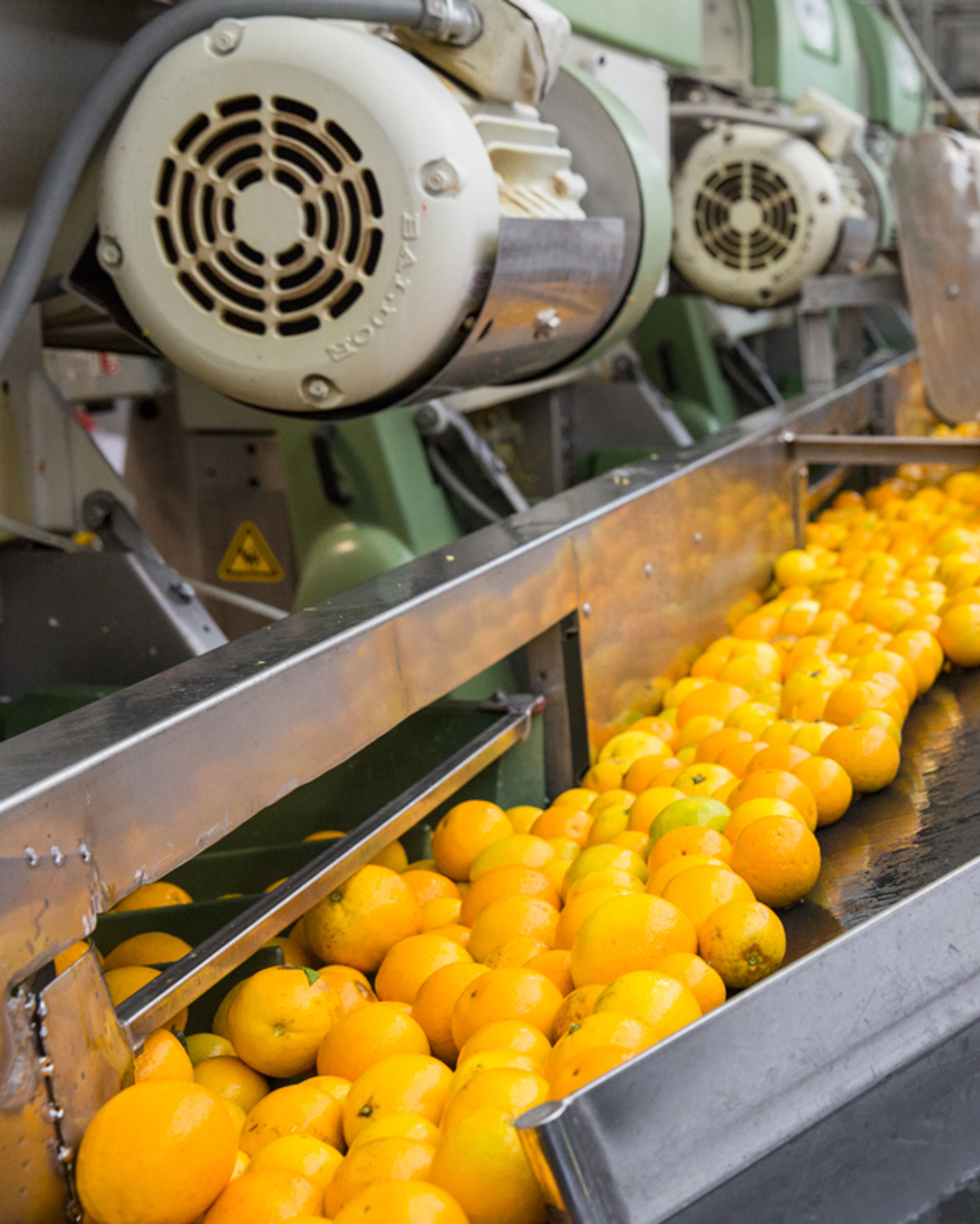 Oranges moving through the production line