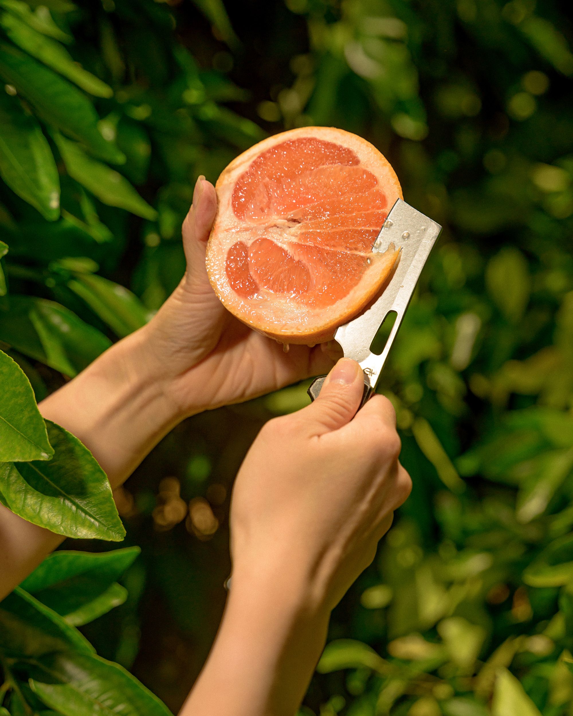 A worker slicing a grapefruit to test quality