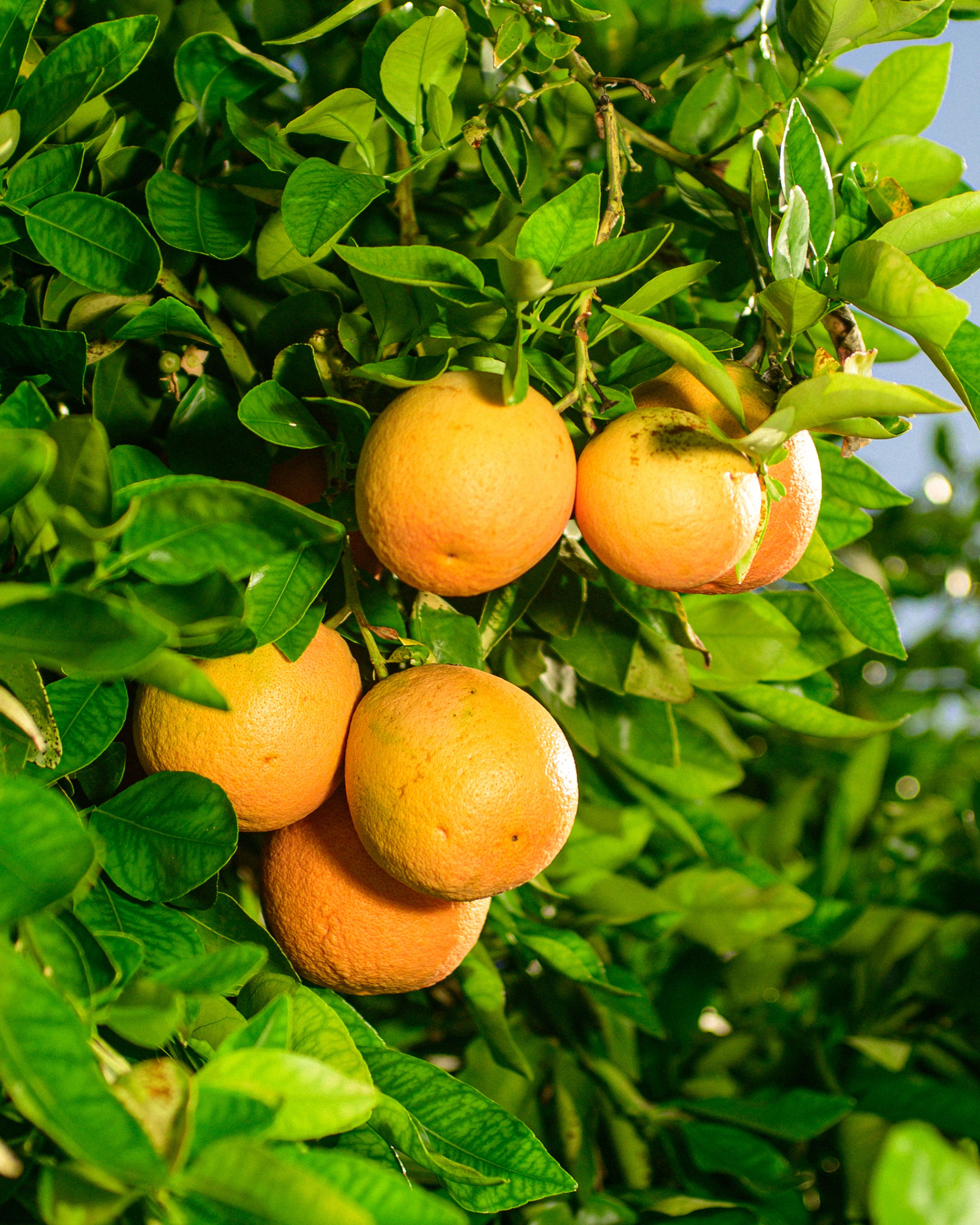Oranges seen hanging in the tree