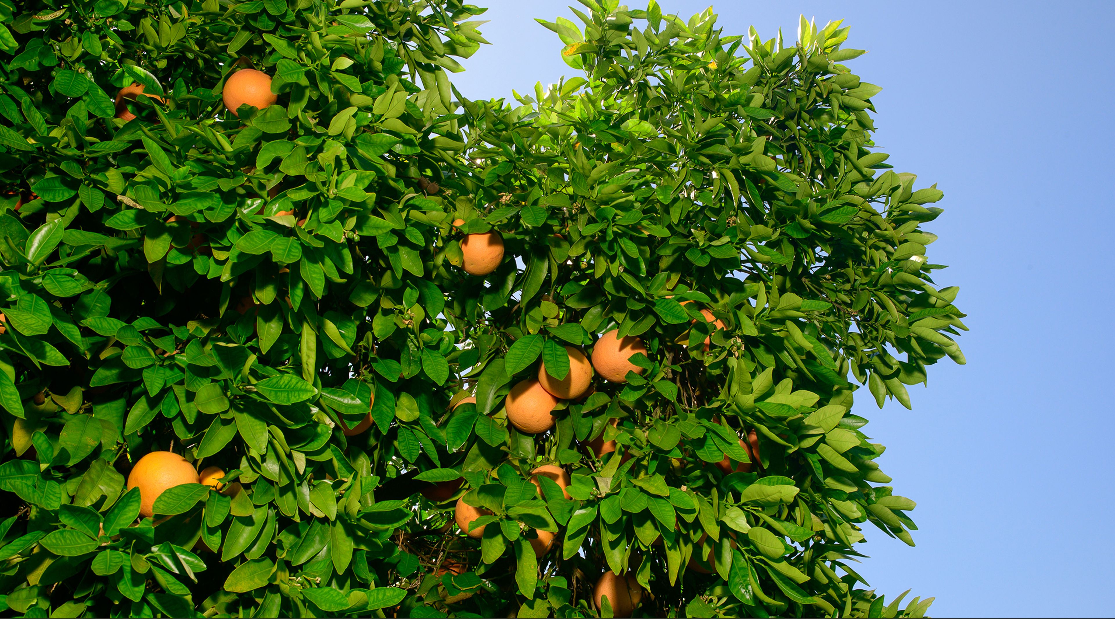 Man in orchard picking oranges
