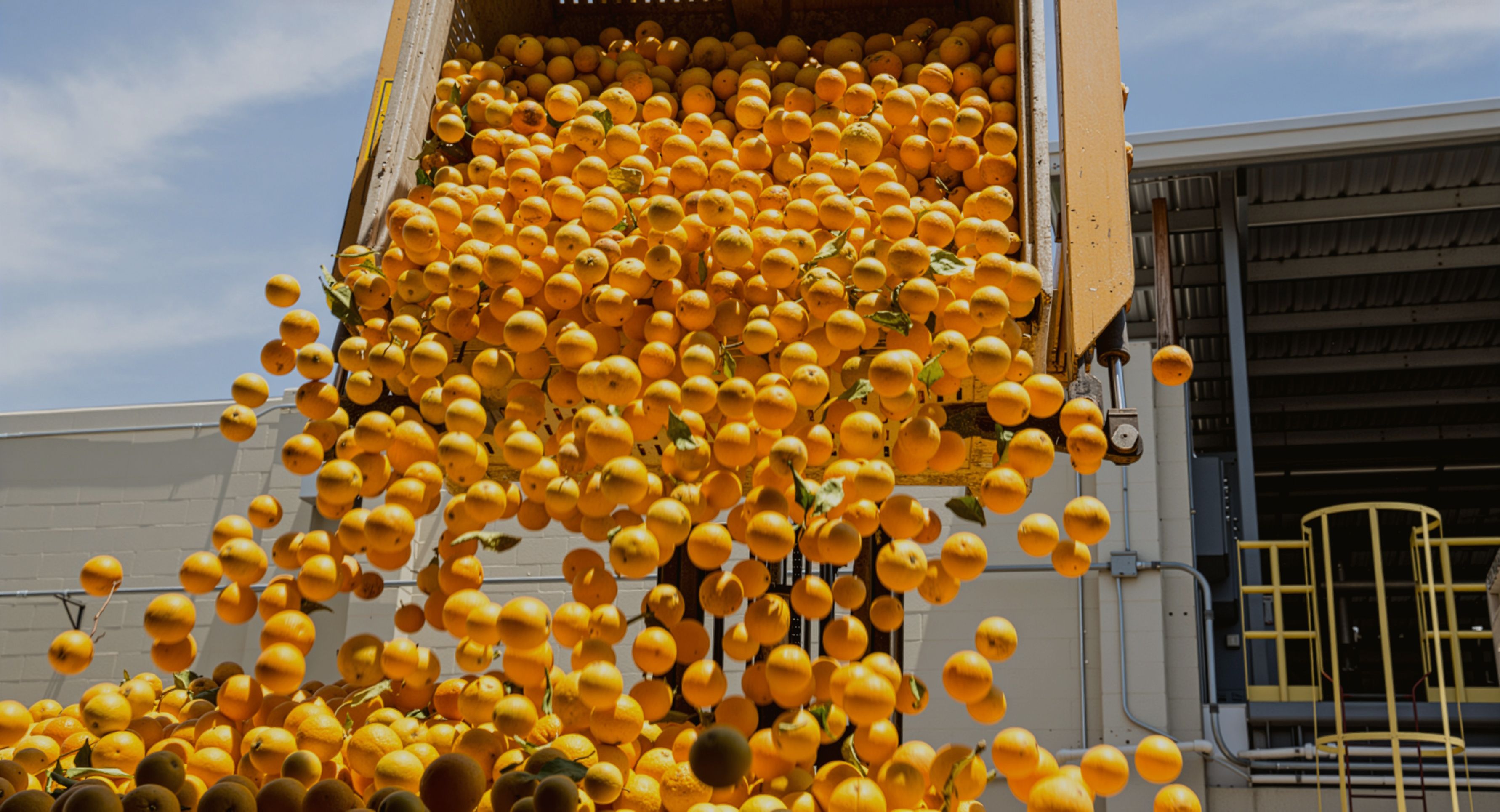 Oranges being poured out of a container