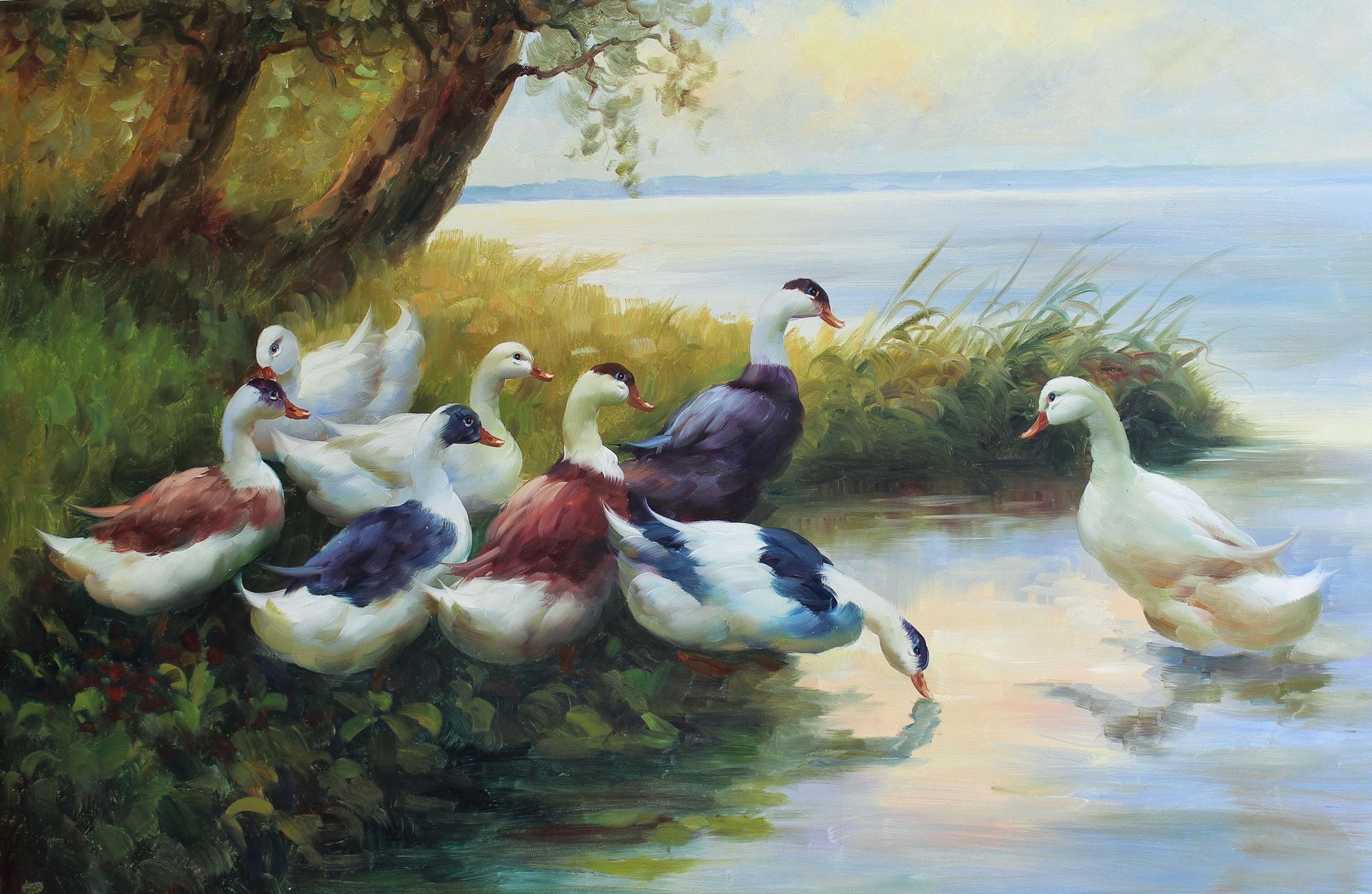 Canards en eau peu profonde