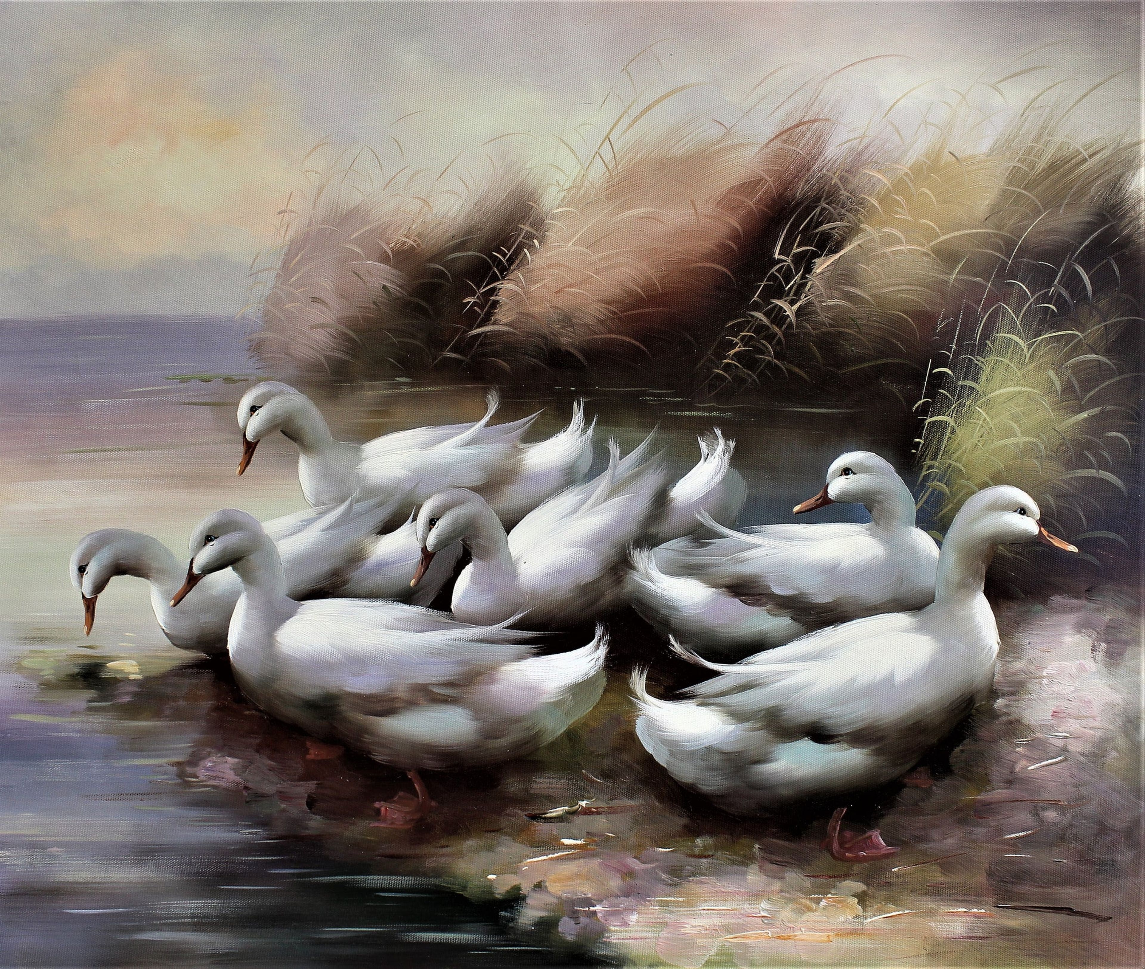 Canards entrant dans l'eau