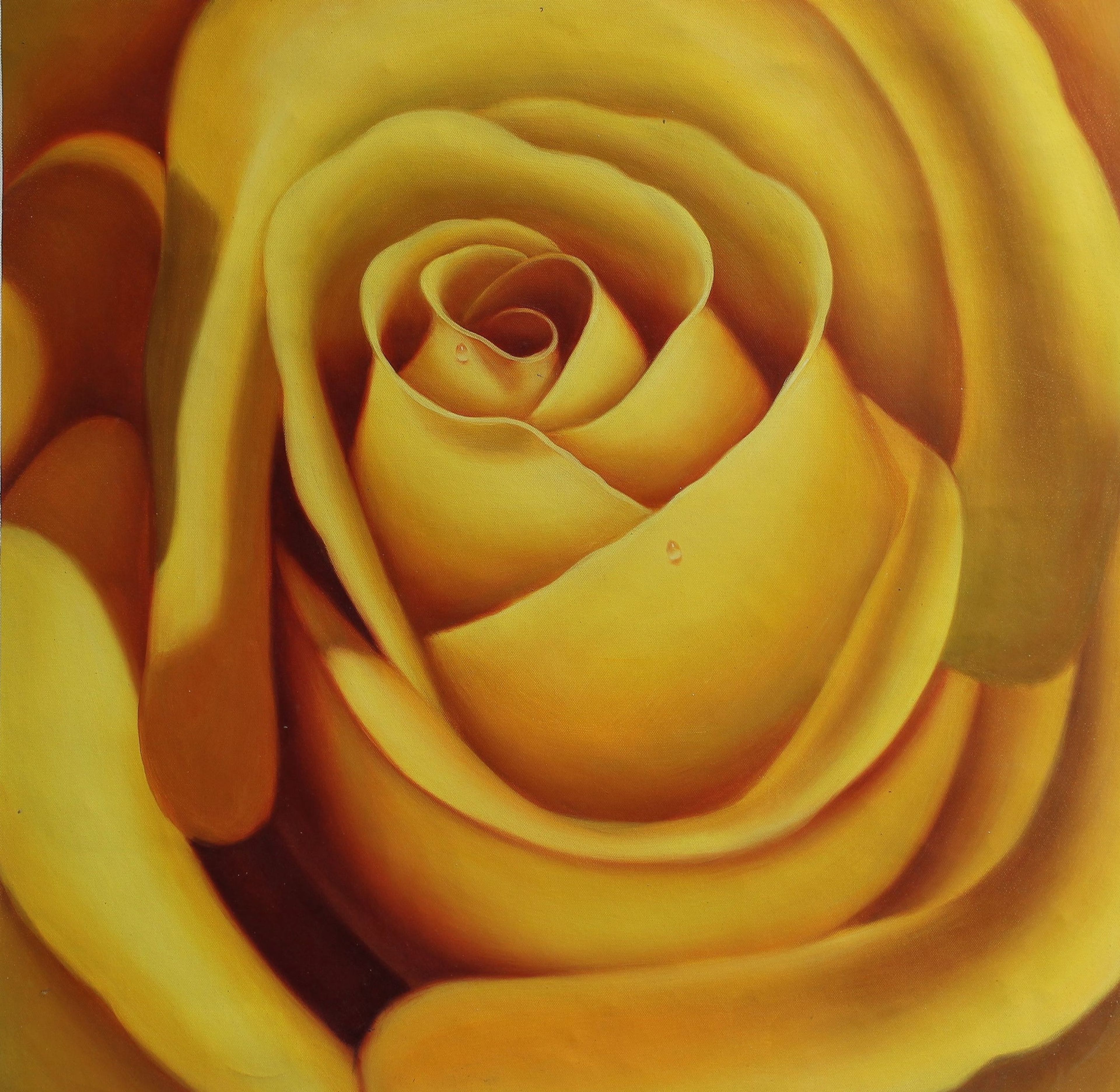 Vue macro d'une rose jaune