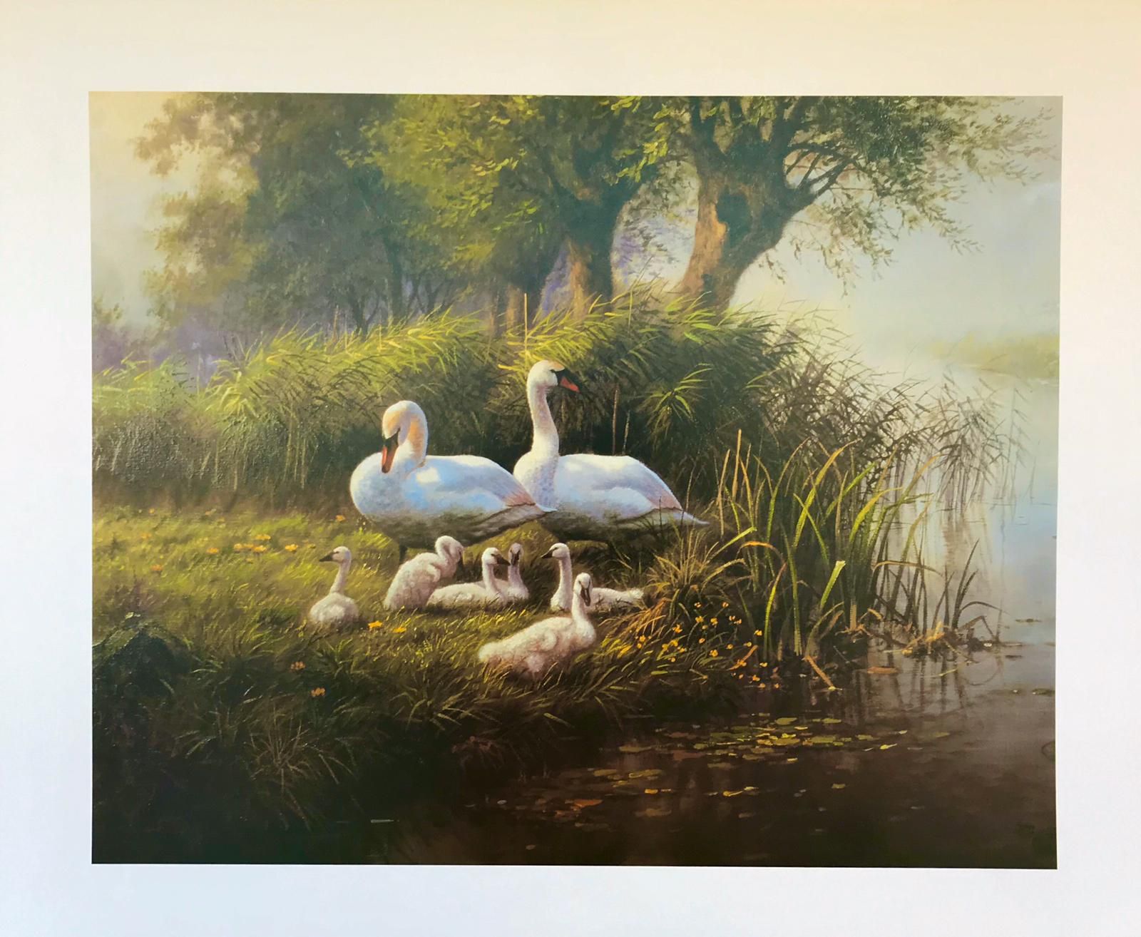 Affiche d'une famille de cygnes