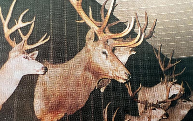 Buck heads lining the walls of The Bar