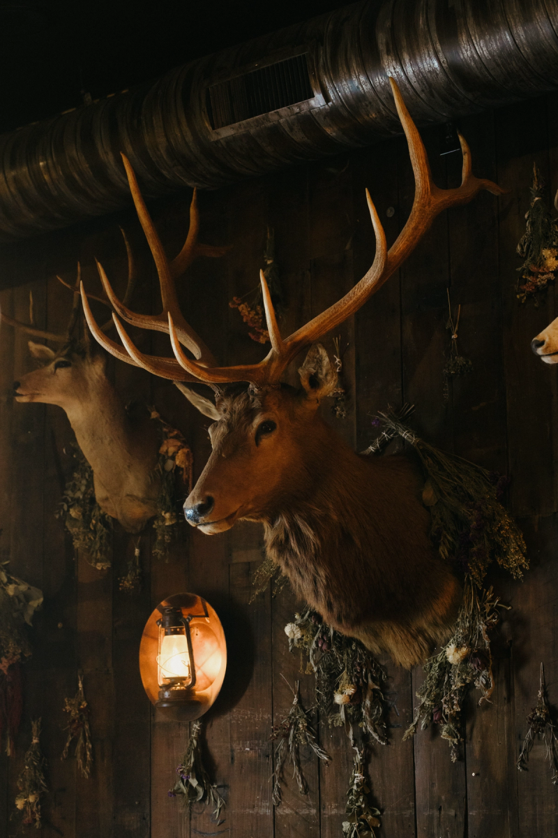 Taxidermy elk and deer heads mounted on a dark wood wall above a lit lantern