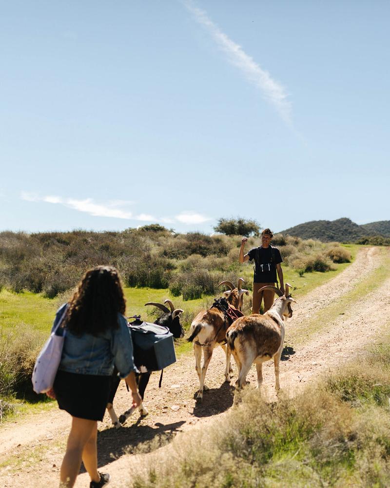 Hikers and pack goats resting on the ranch land trail