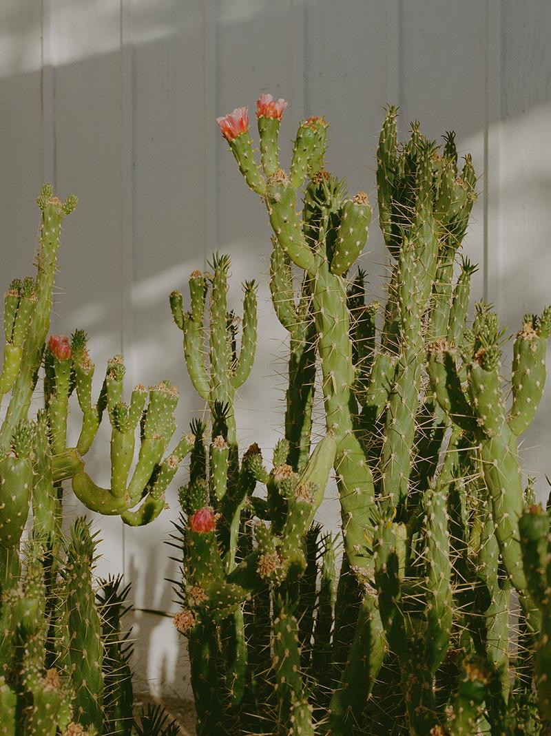 Flowering prickly pear cactus against a white wood-paneled wall