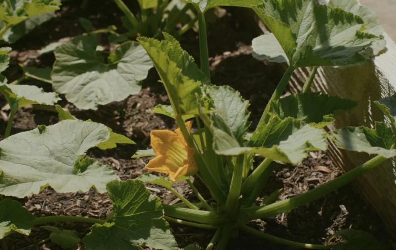 A zucchini plant in flower in the Cuyama Buckhorn kitchen garden.
