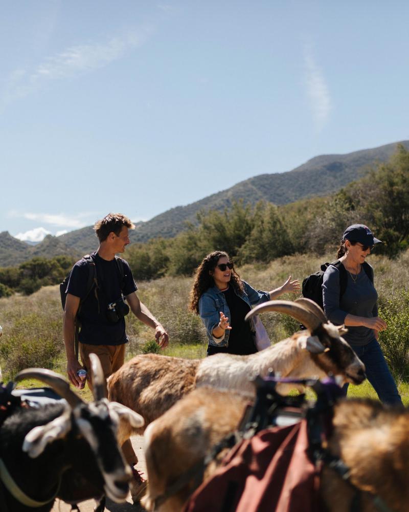 Hikers and pack goats resting on the ranch land trail