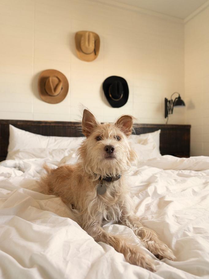 A dog on the property