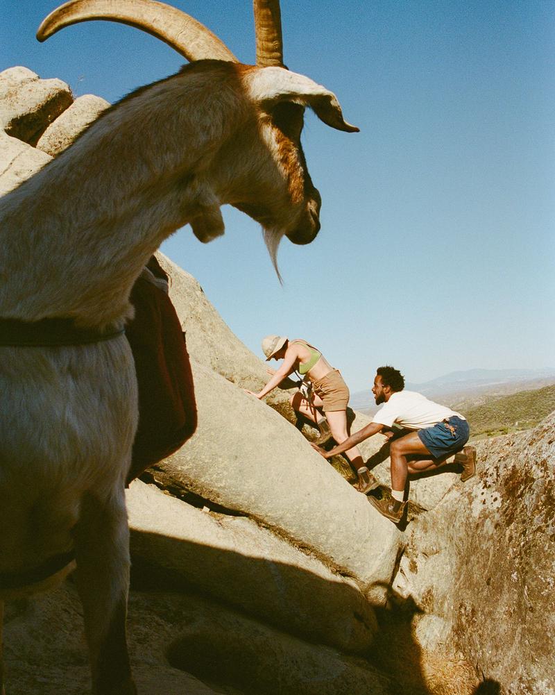 A pack goat on the Ranch to Branch trail
