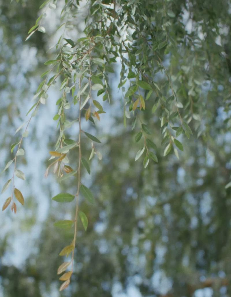 Willow branches against a pale blue sky.