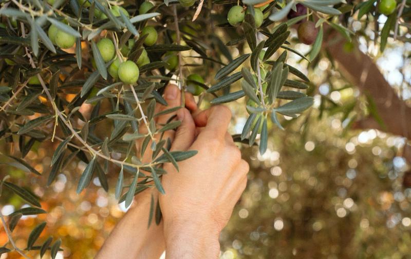 A hand picking olives from a branch