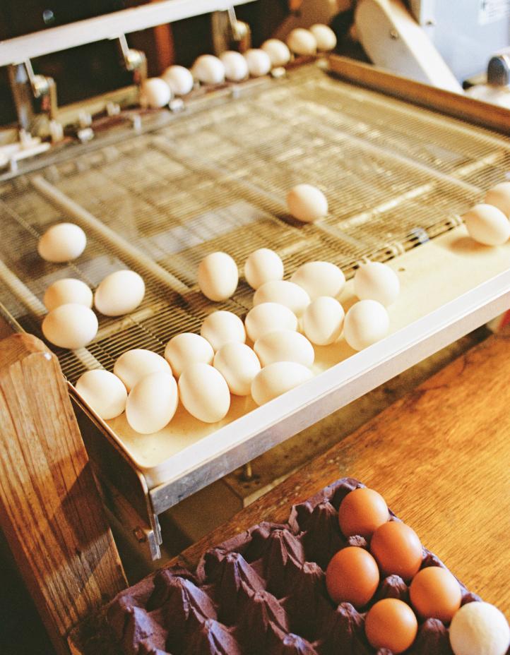 Fresh eggs rolling down a wire sorting tray beside a carton