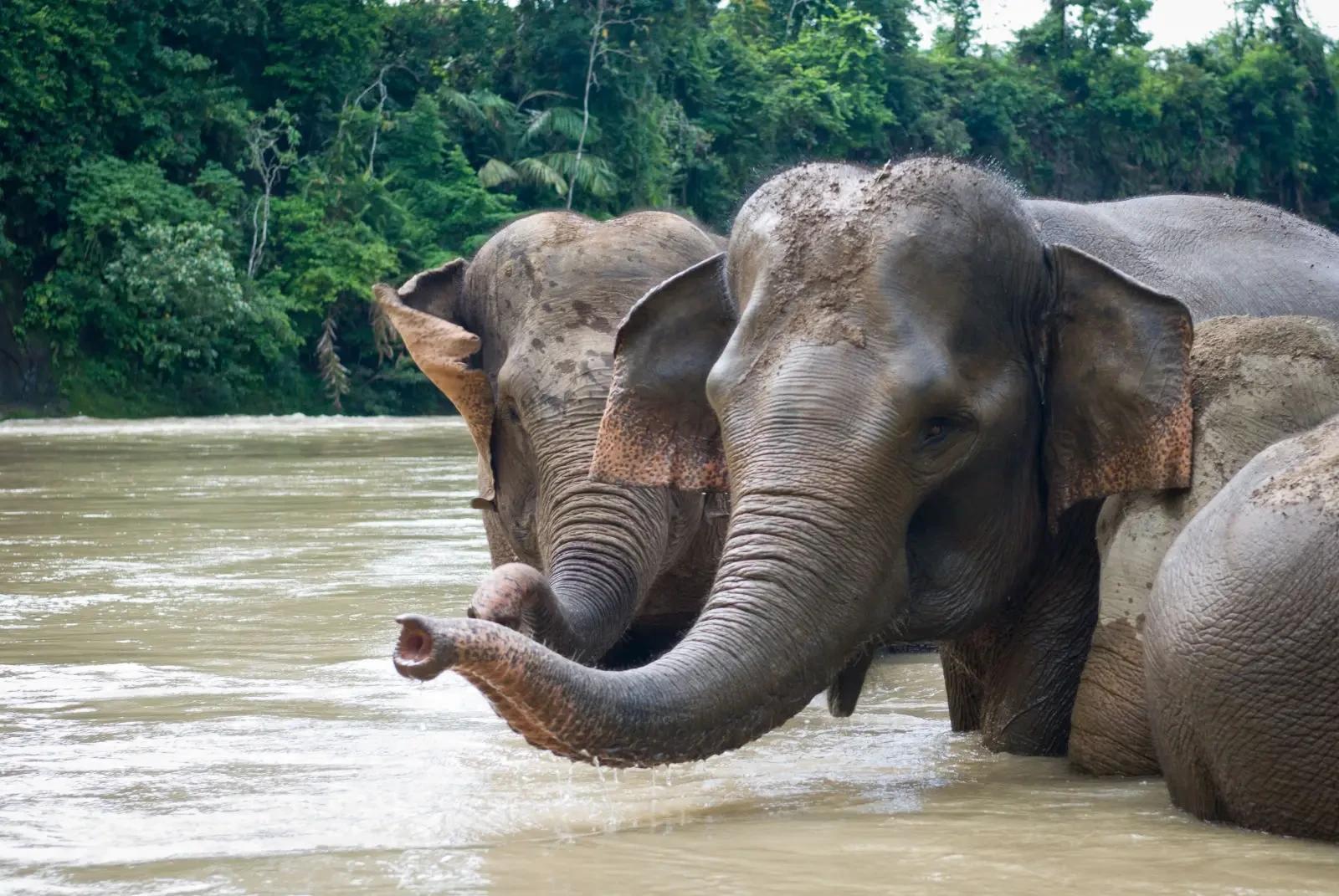 Wild Sumatran elephants bathing in a jungle river