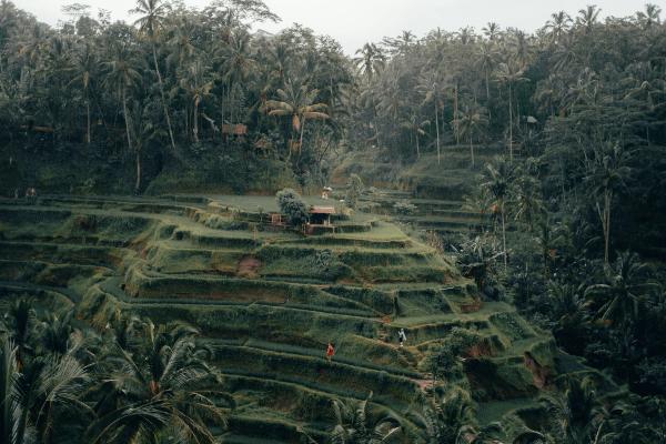Bali for solo travellers — Ubud jungle, Canggu beaches and Uluwatu sunsets