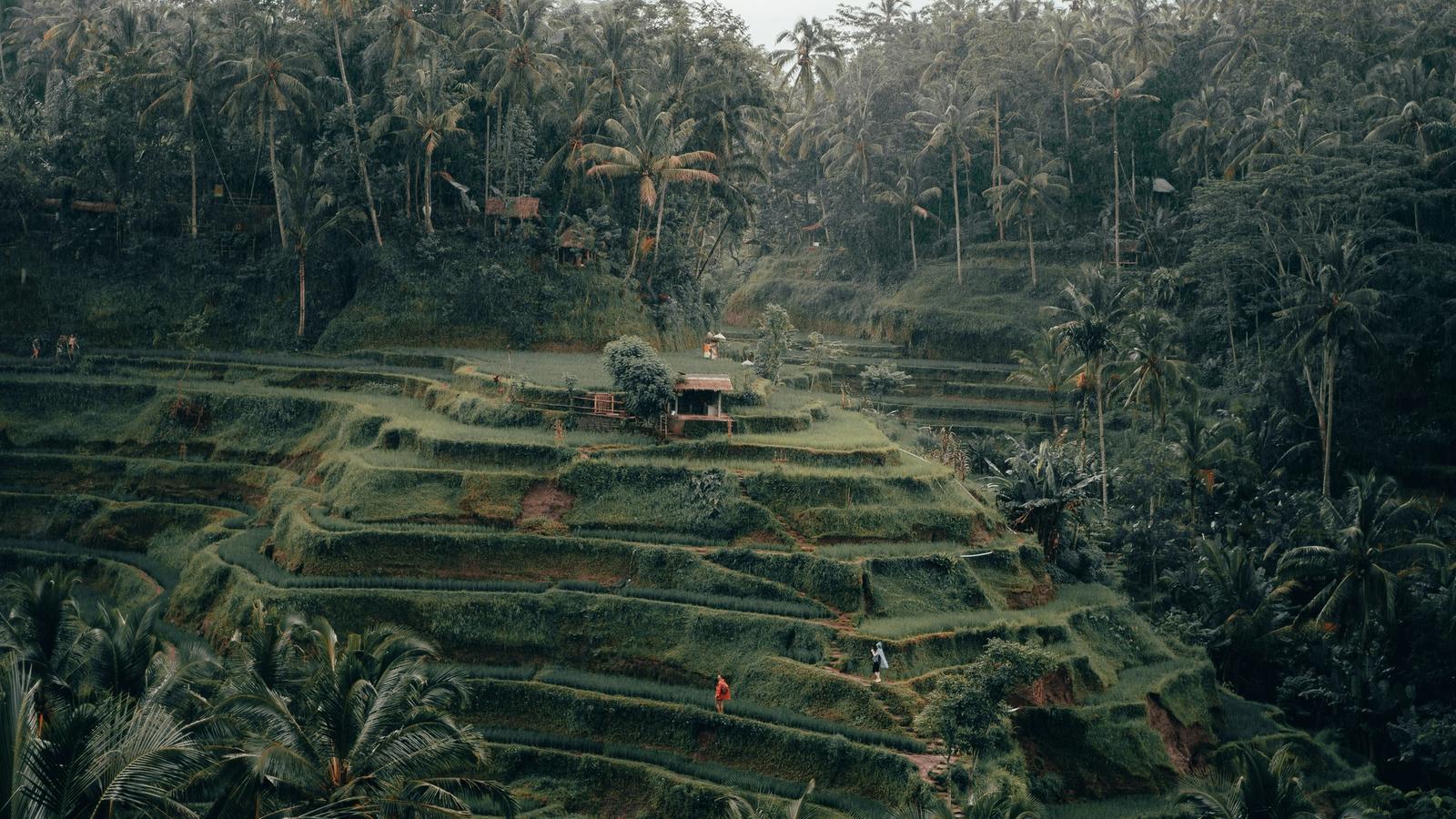 Bali for solo travellers — Ubud jungle, Canggu beaches and Uluwatu sunsets