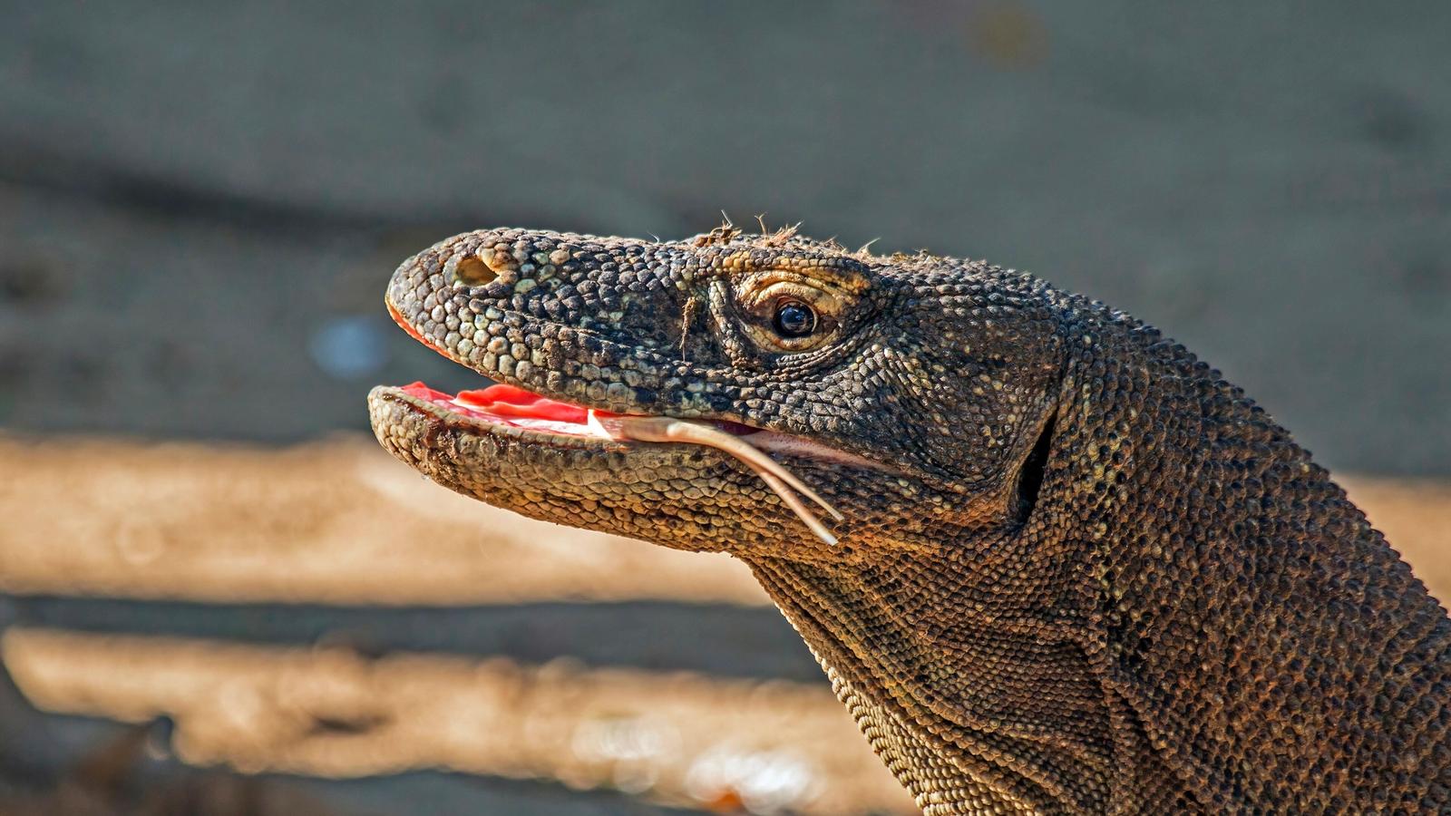 A Komodo dragon on Rinca Island, Komodo National Park, in early morning light