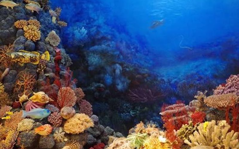 Wakatobi: An 8-Day Diving Itinerary in Southeast Sulawesi